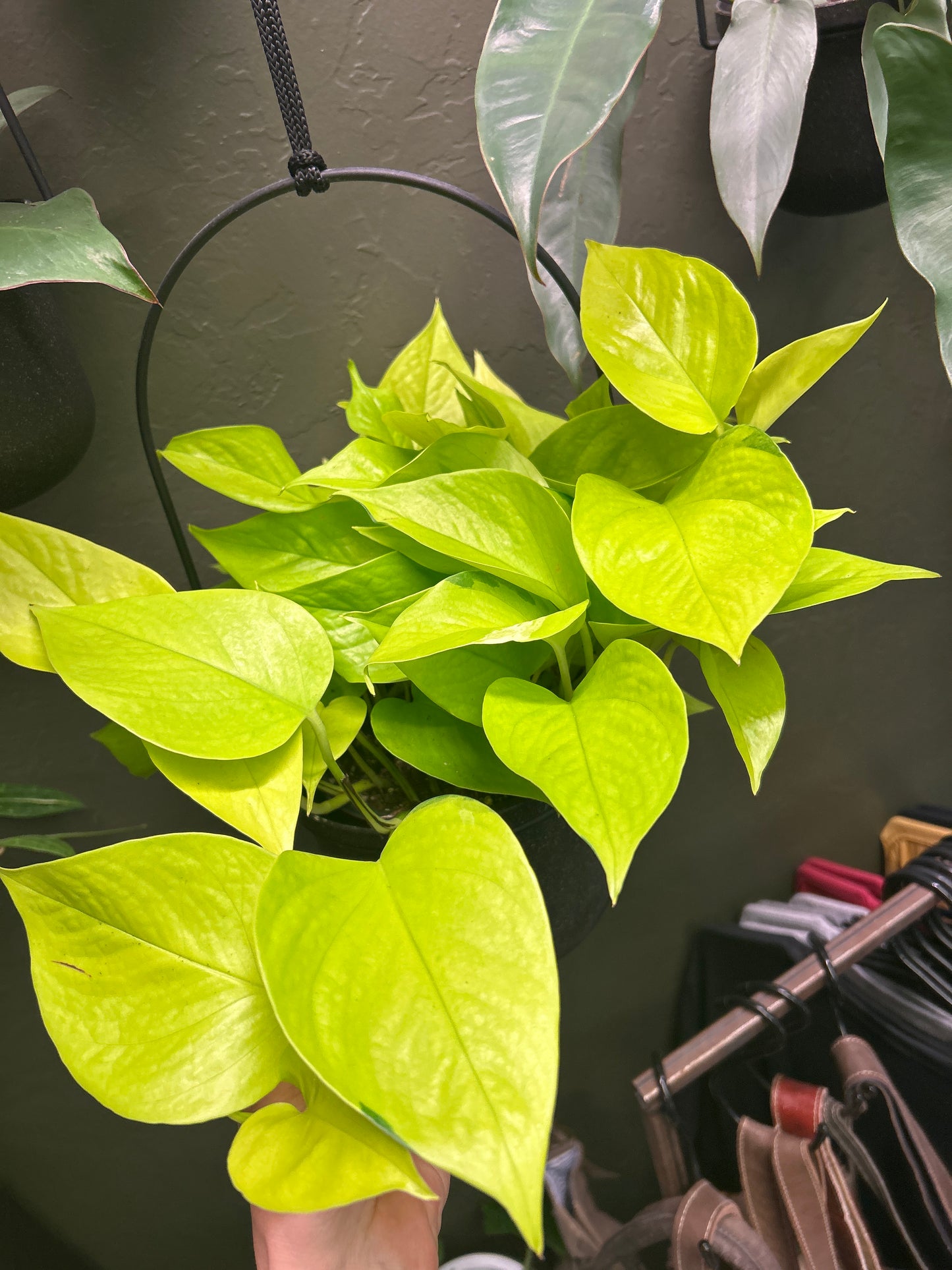 6" Neon Pothos