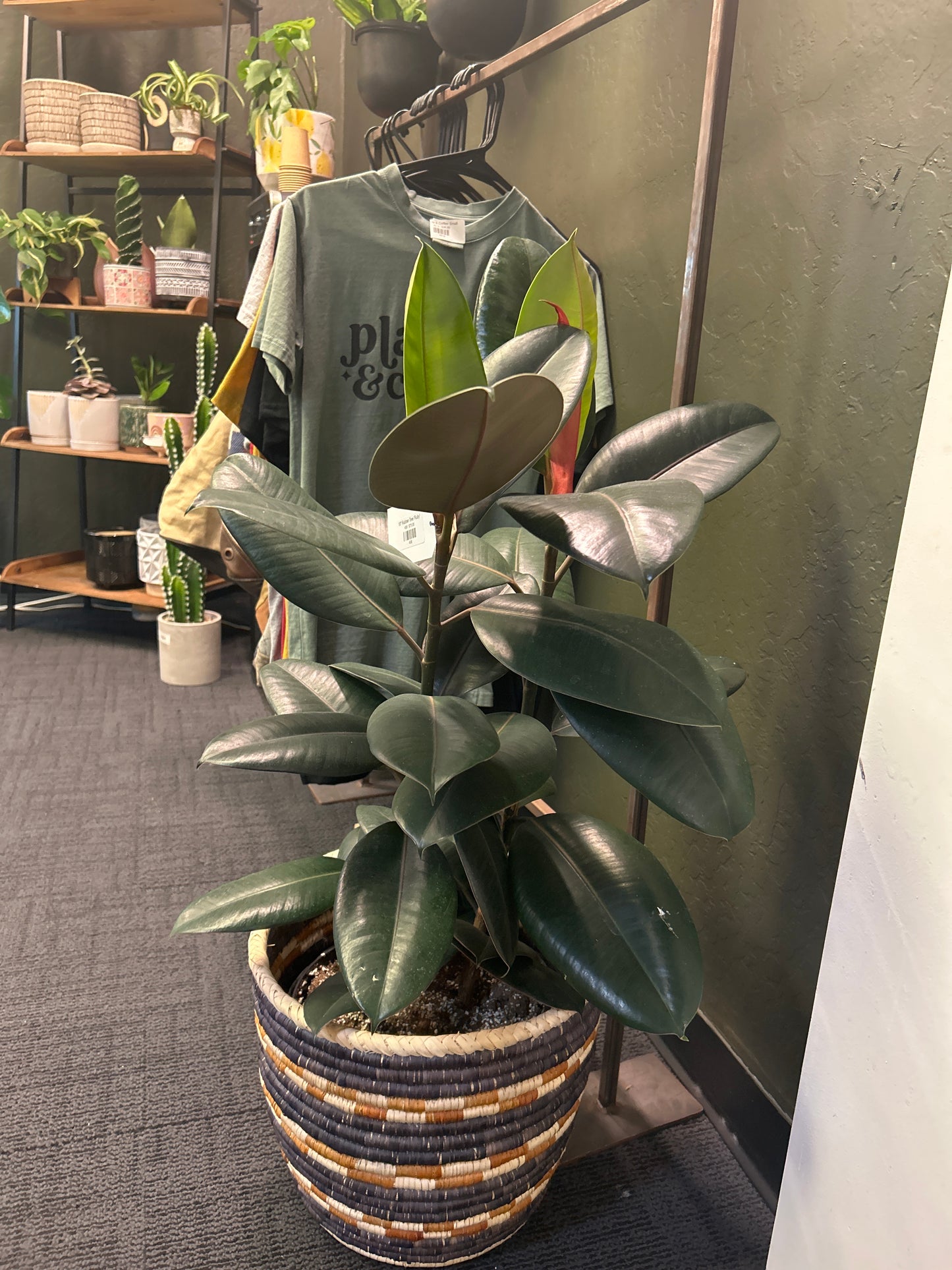 10" Rubber Tree 'Ruby'