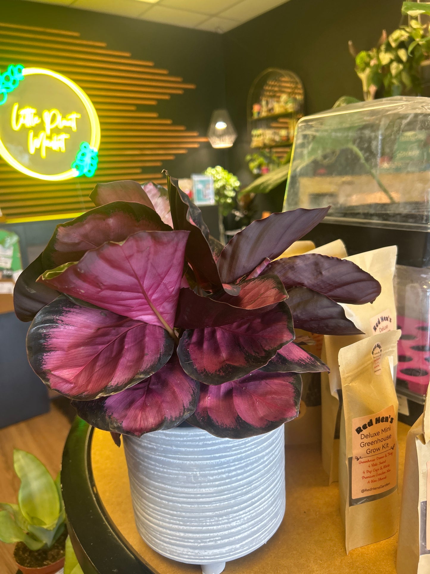 6" Calathea 'Mysty Red'