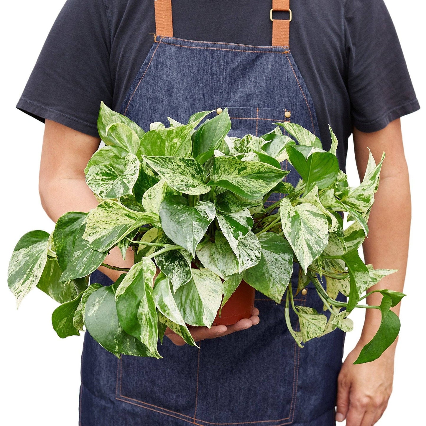 Pothos 'Marble Queen': 6"