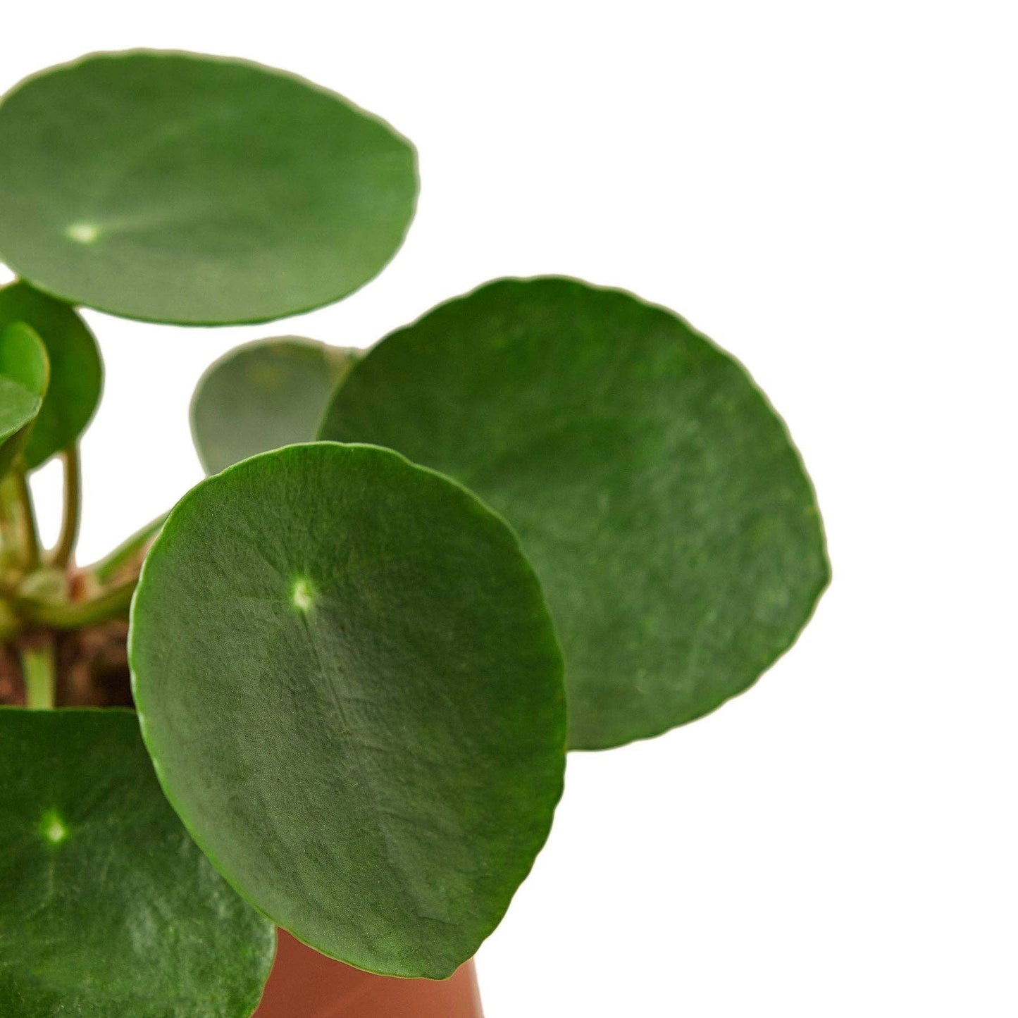 Pilea Peperomioides 'Chinese Money': 4"