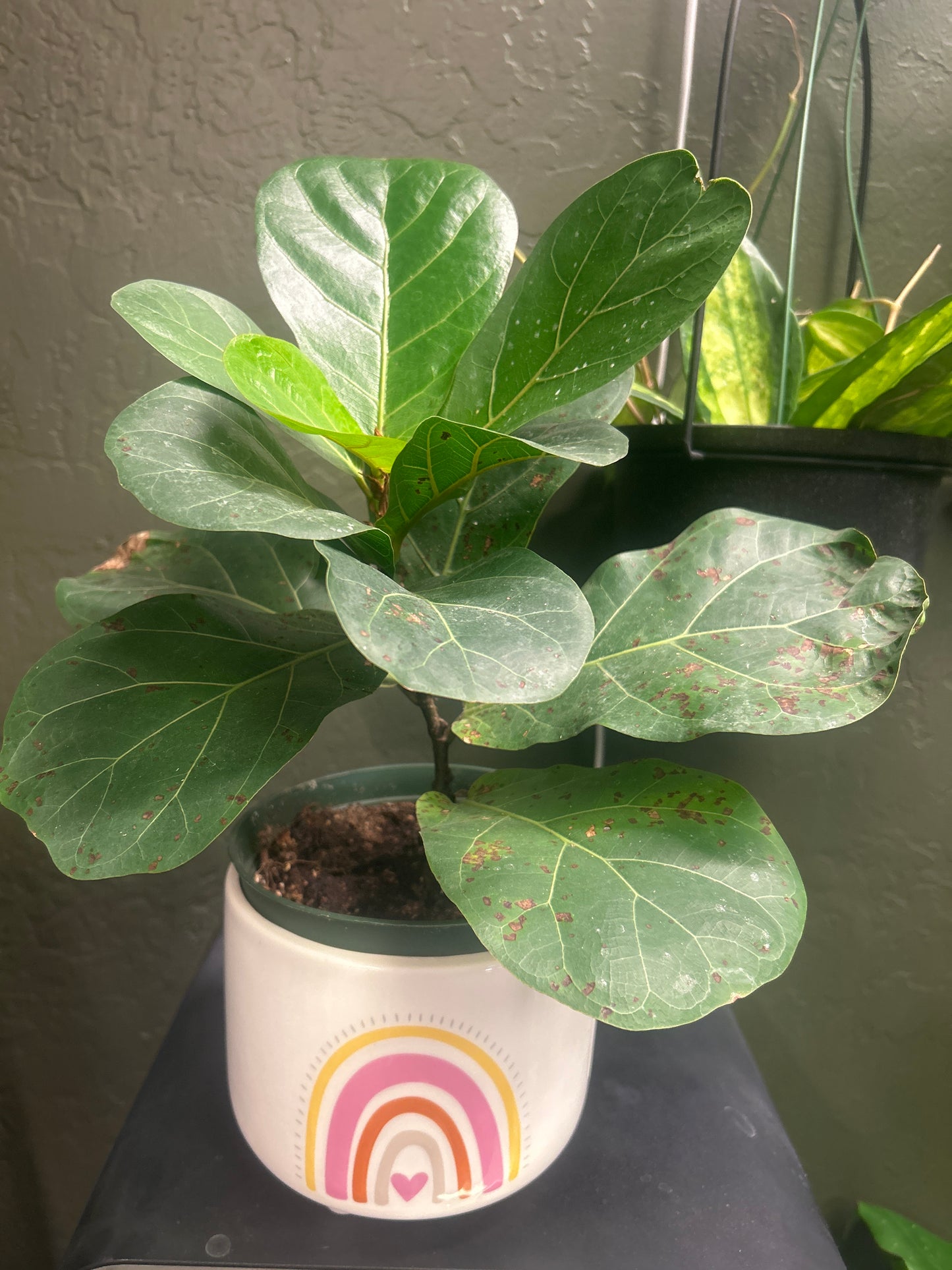 6" Ficus lyrata 'Bambino'