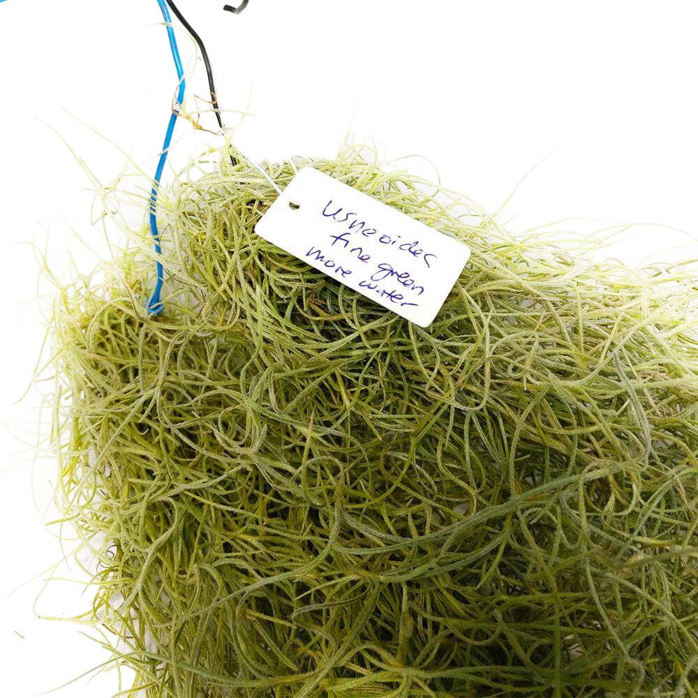 Spanish Moss Usneoides Air Plant, Fairy's Hair Live Plant: Clump 8-10'' long