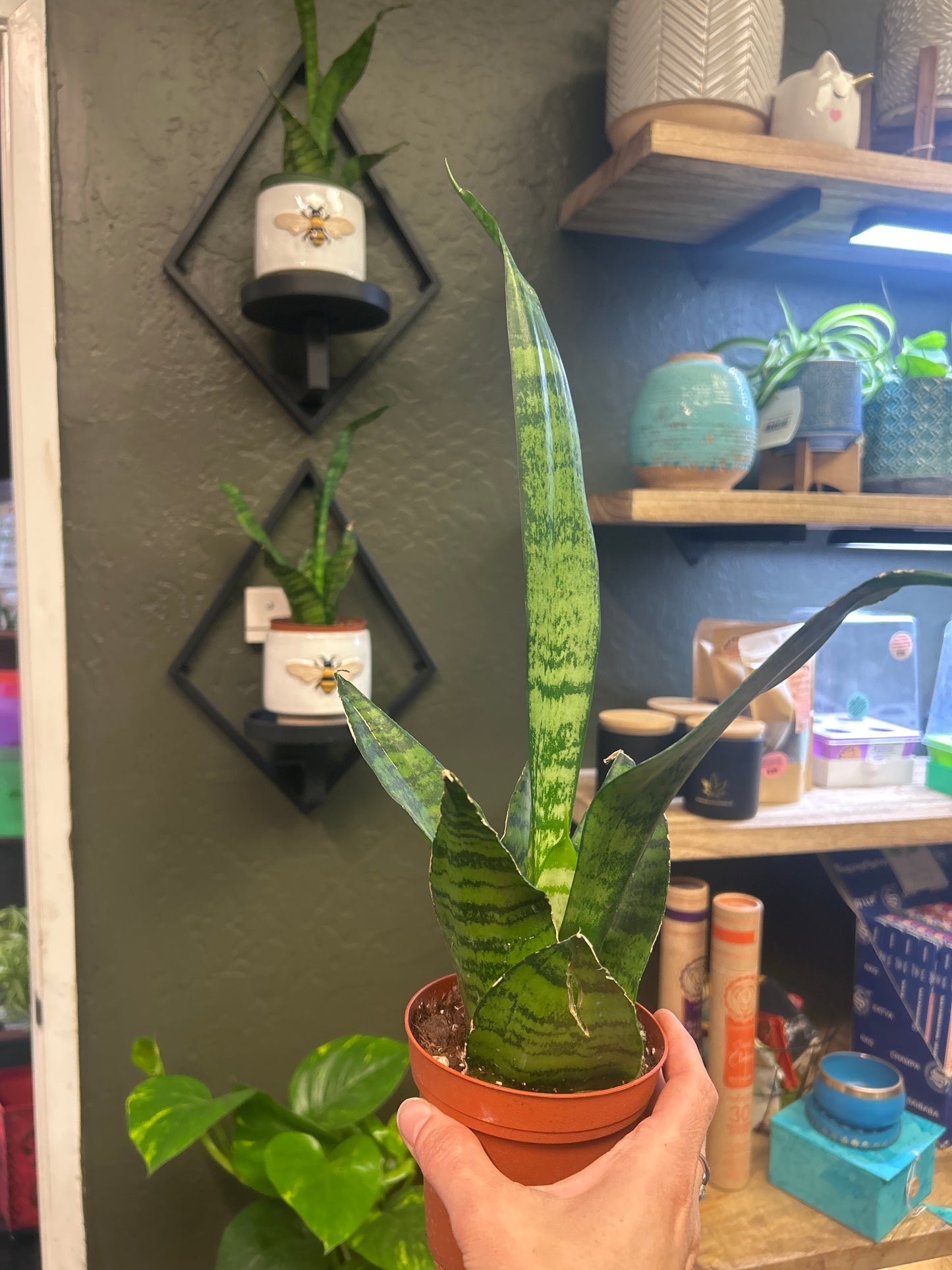 4" Snake Plant
