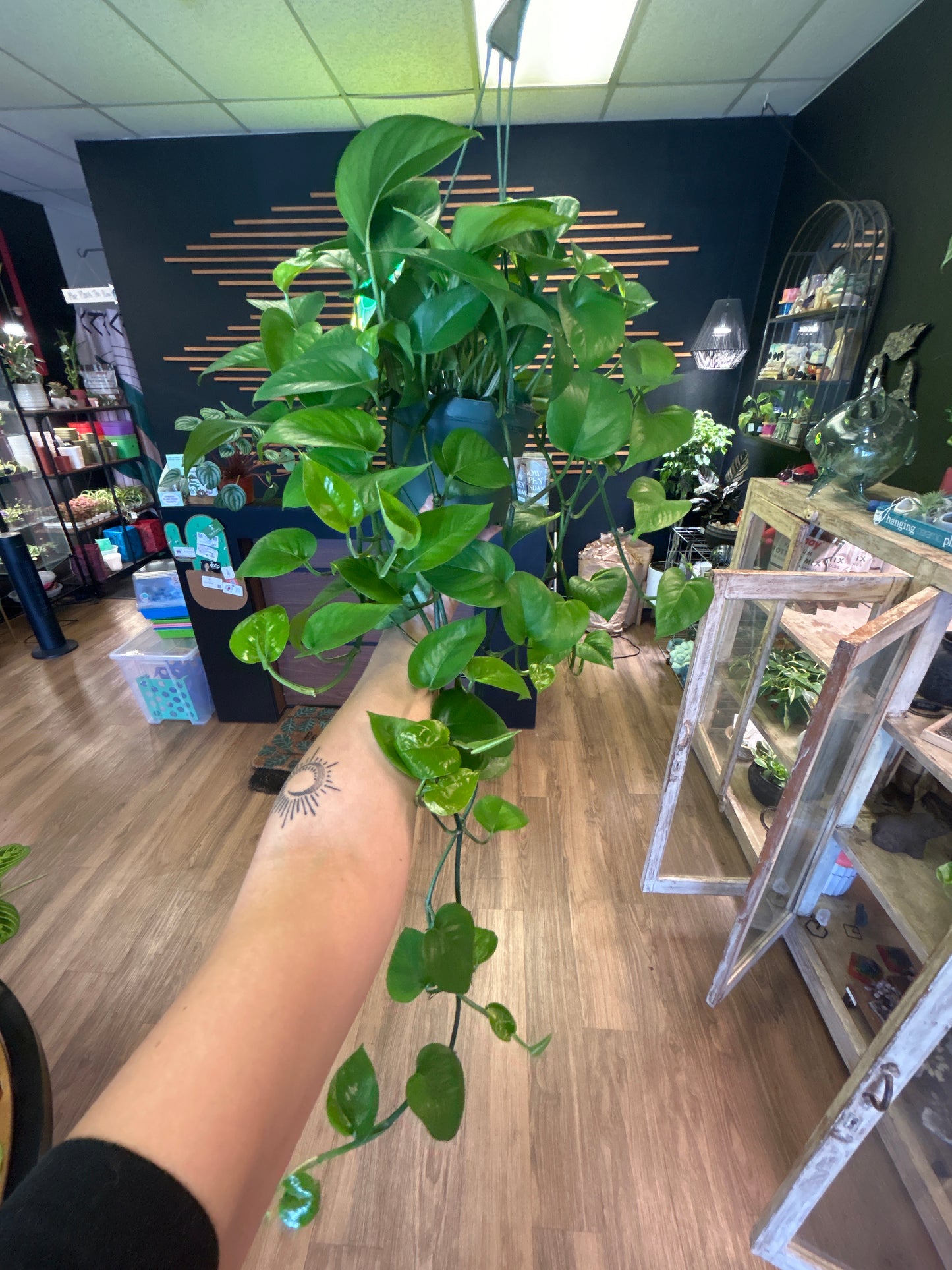 6" Green Jade (Pothos)