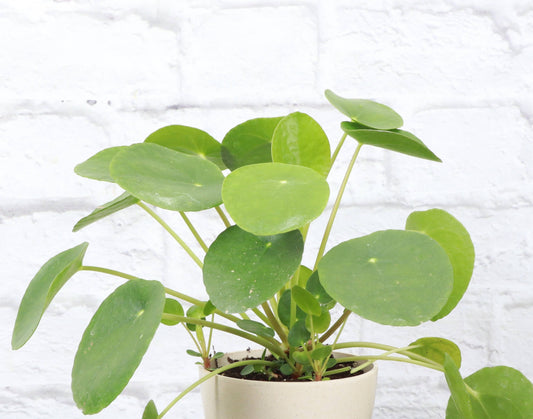 Pilea Peperomioides - 4"