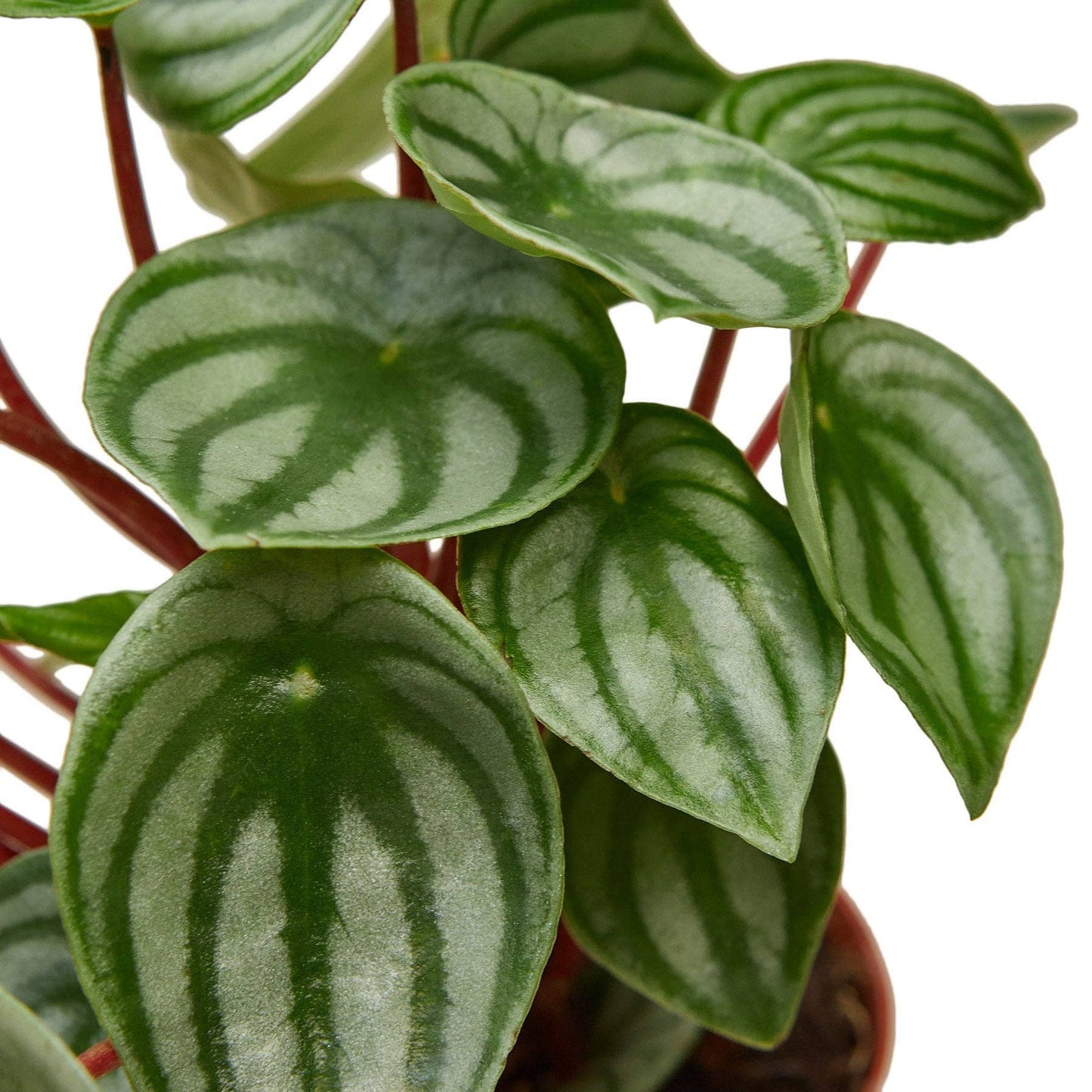 Peperomia Watermelon: 4"