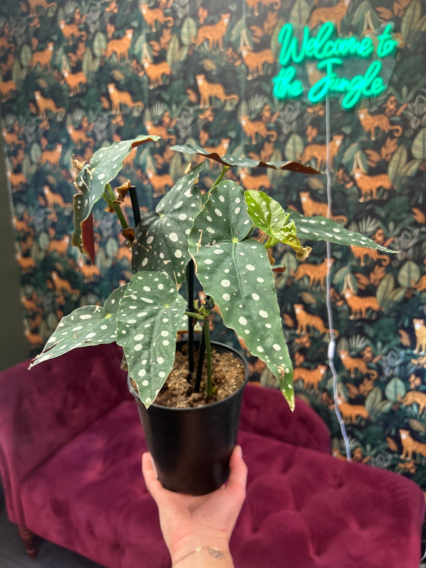5" Begnoia Maculata