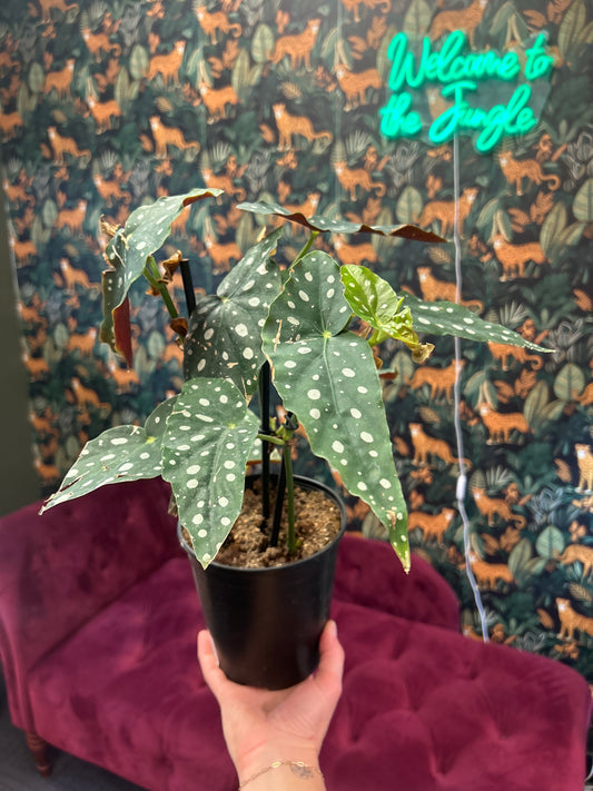 5" Begnoia Maculata