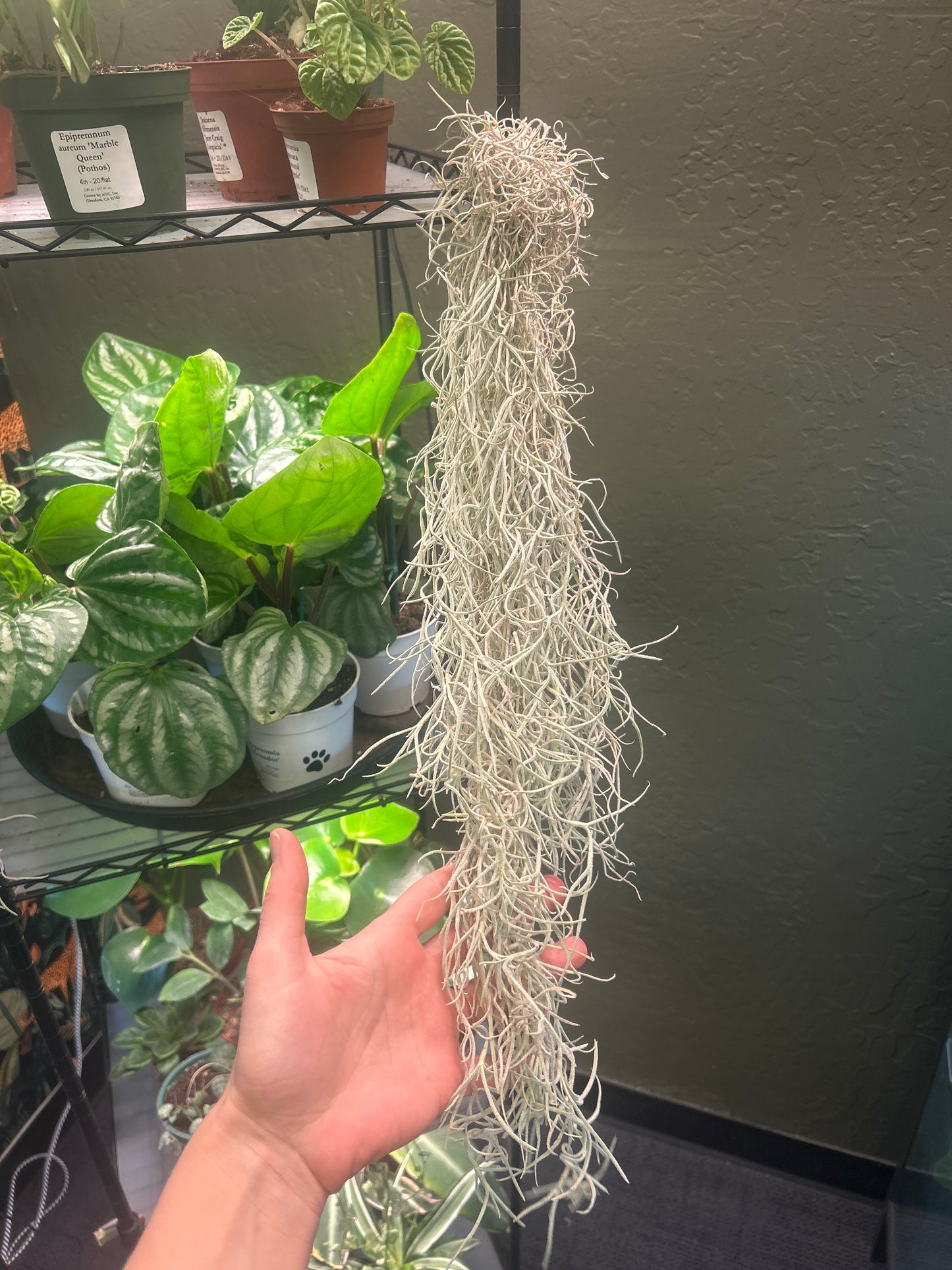 Spanish Moss