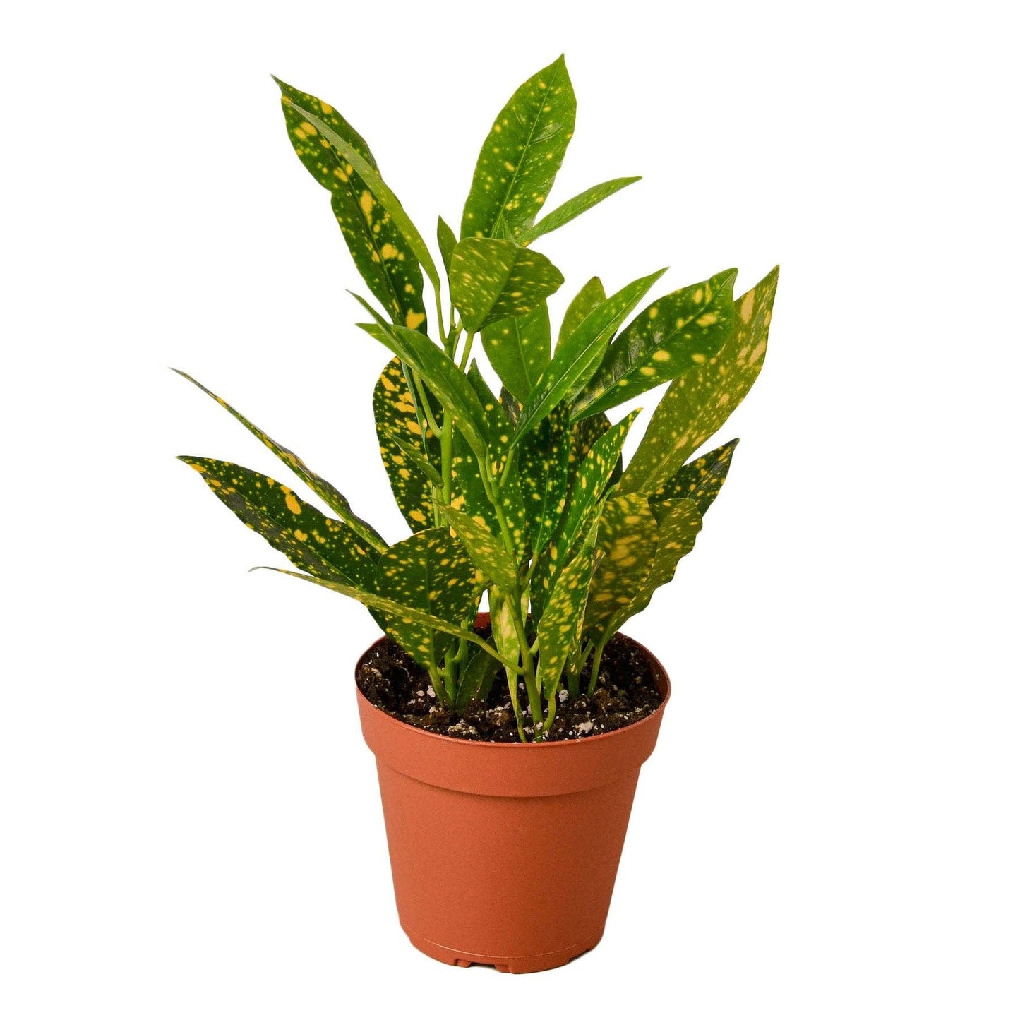 Croton 'Gold Dust': 3"