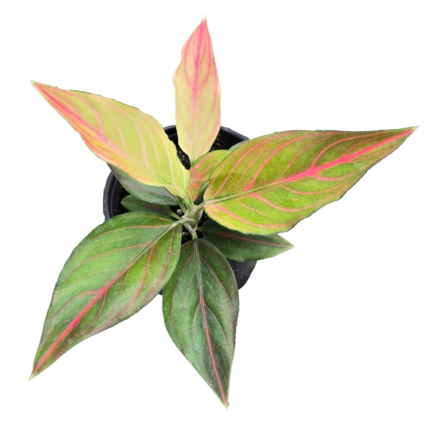 Aglaonema Red Vein 4"