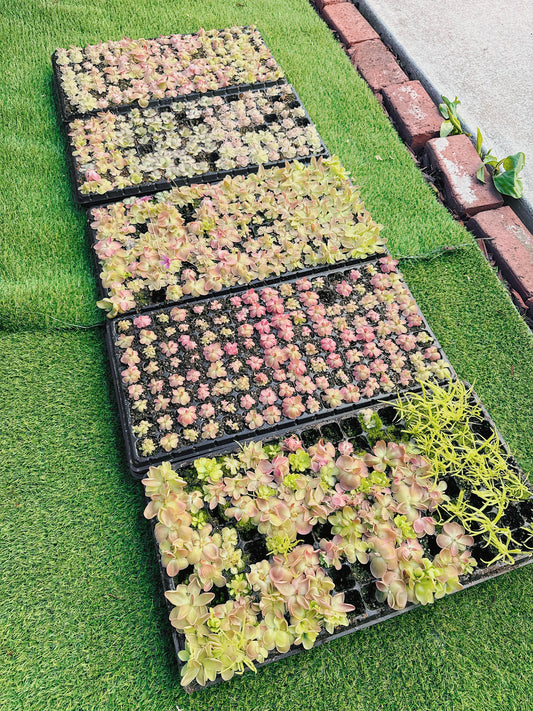 Pinguicula (Butterwort) Carnivorous Plant