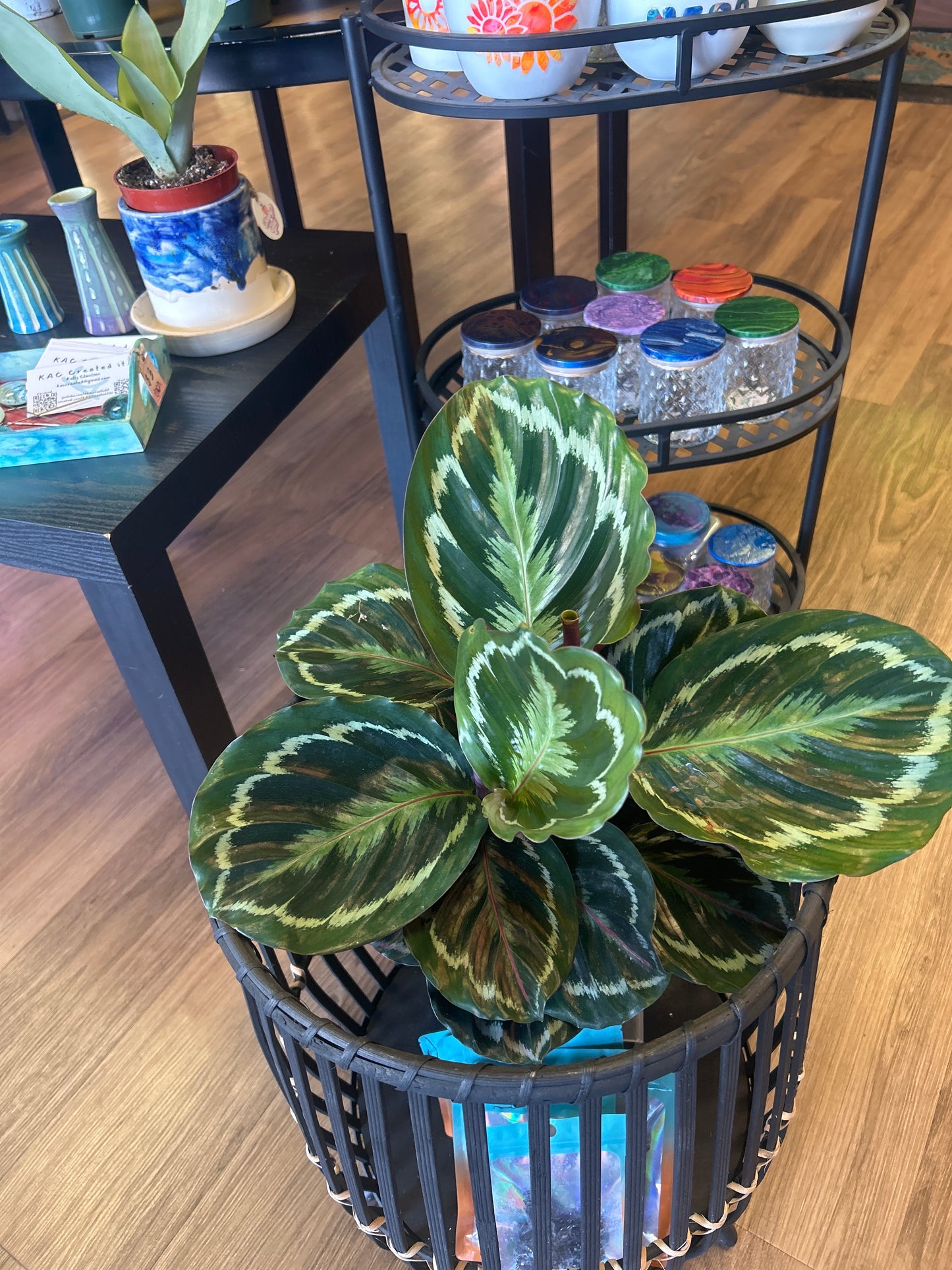 6" Calathea 'Medallion'