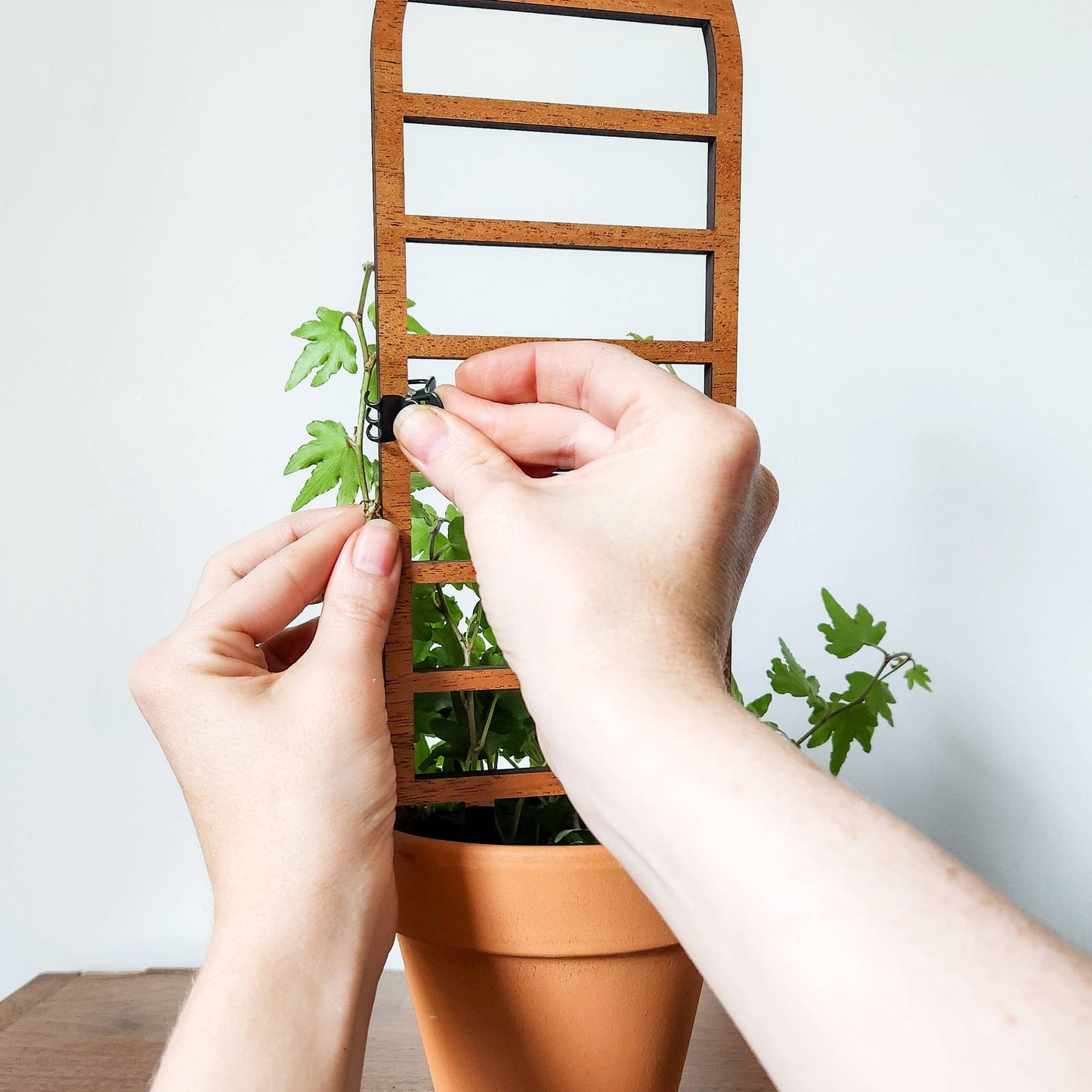 Ladder-Style Arch Trellis : Mini (9.5" tall for 2-3" pots)