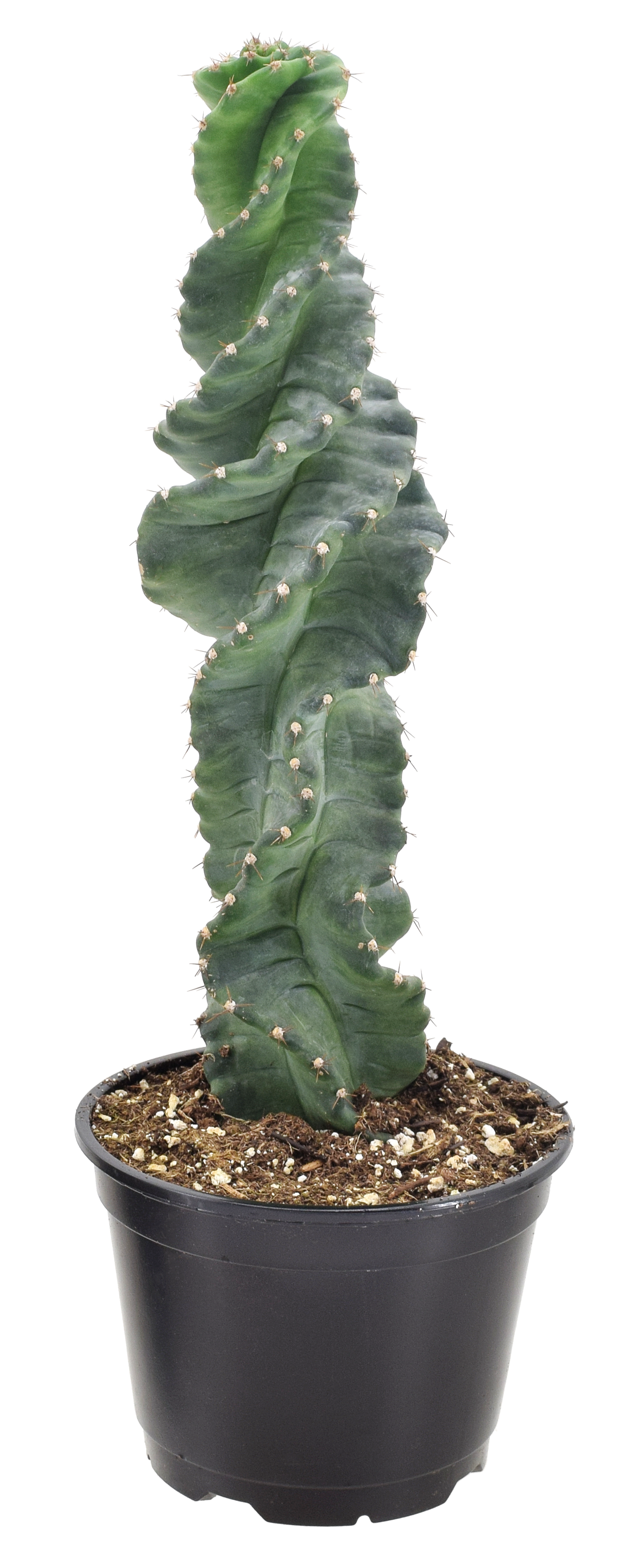 Spiralis Cactus