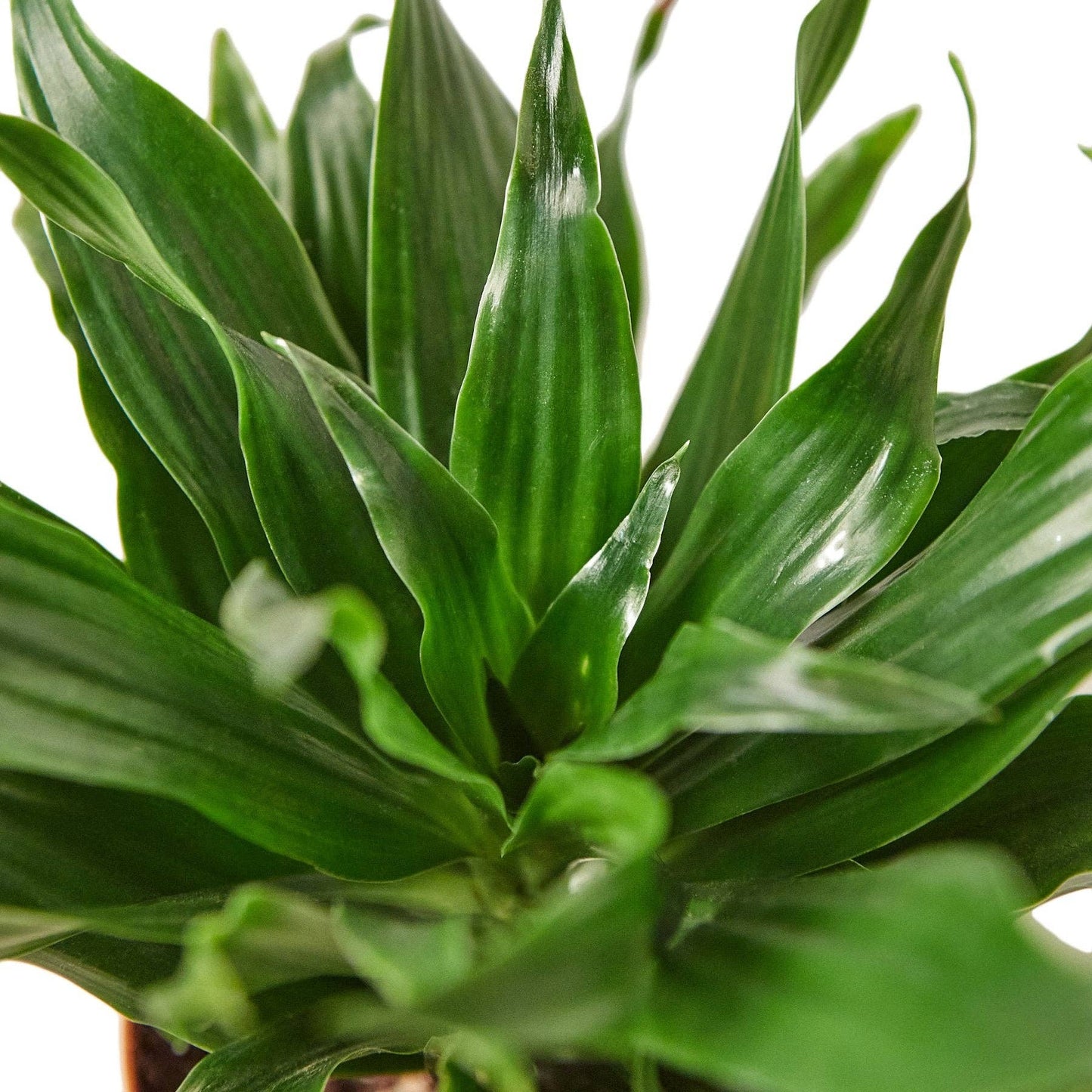 Dracaena 'Janet Craig': 4"