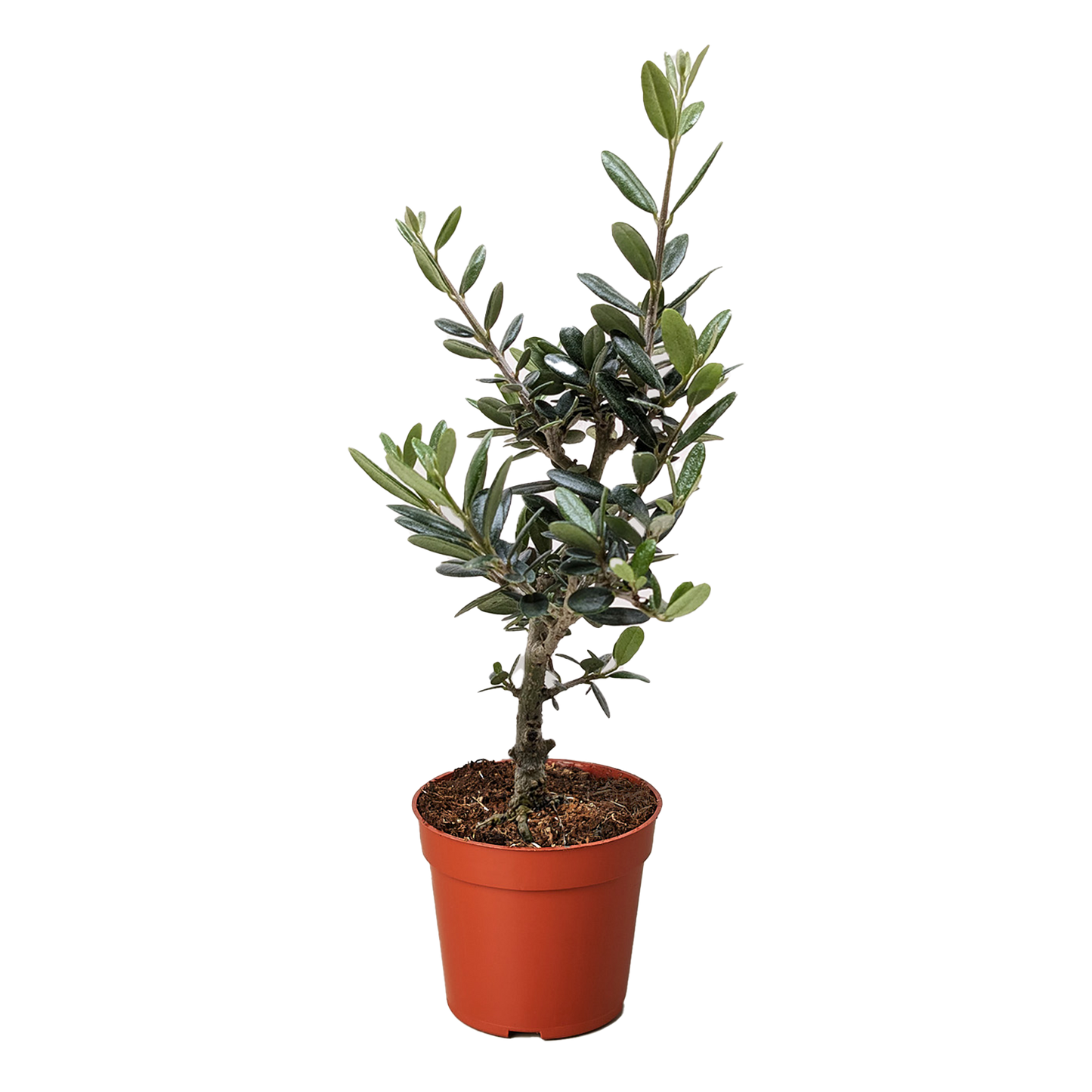 Olive Tree (Olea europaea): 4"