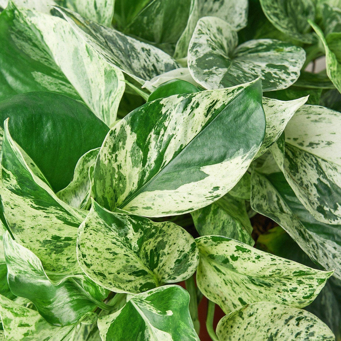 Pothos 'Marble Queen': 6"