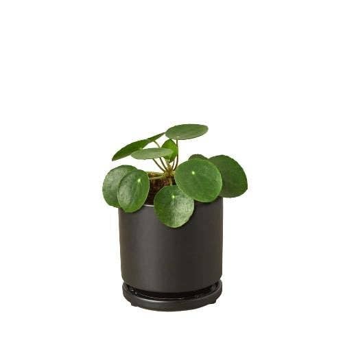 Pilea Peperomioides 'Chinese Money': 4"