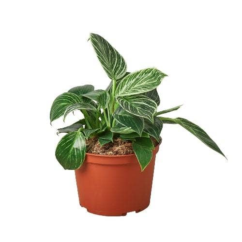 Philodendron 'Birkin': 4"