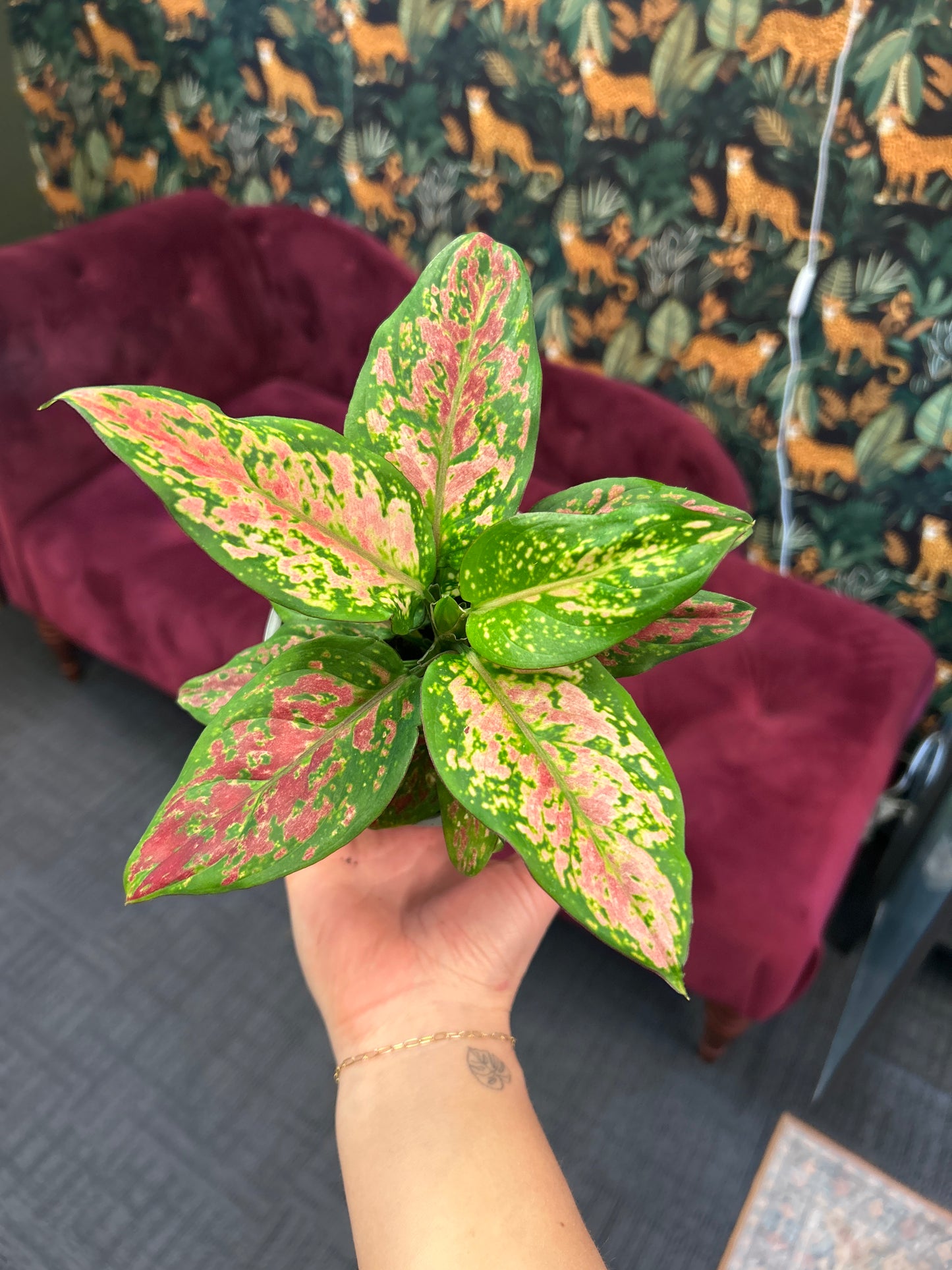 5" Aglaonema Red Angel