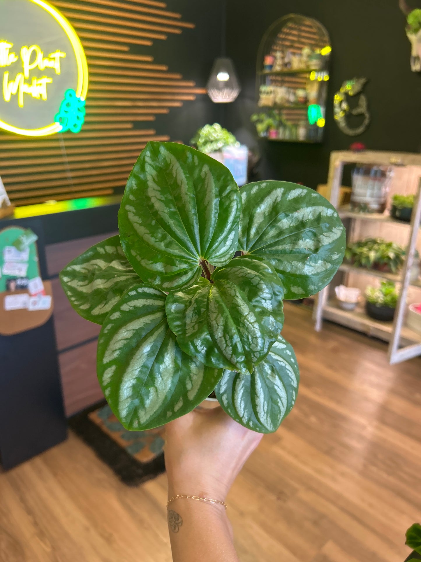 Peperomia Ecuador