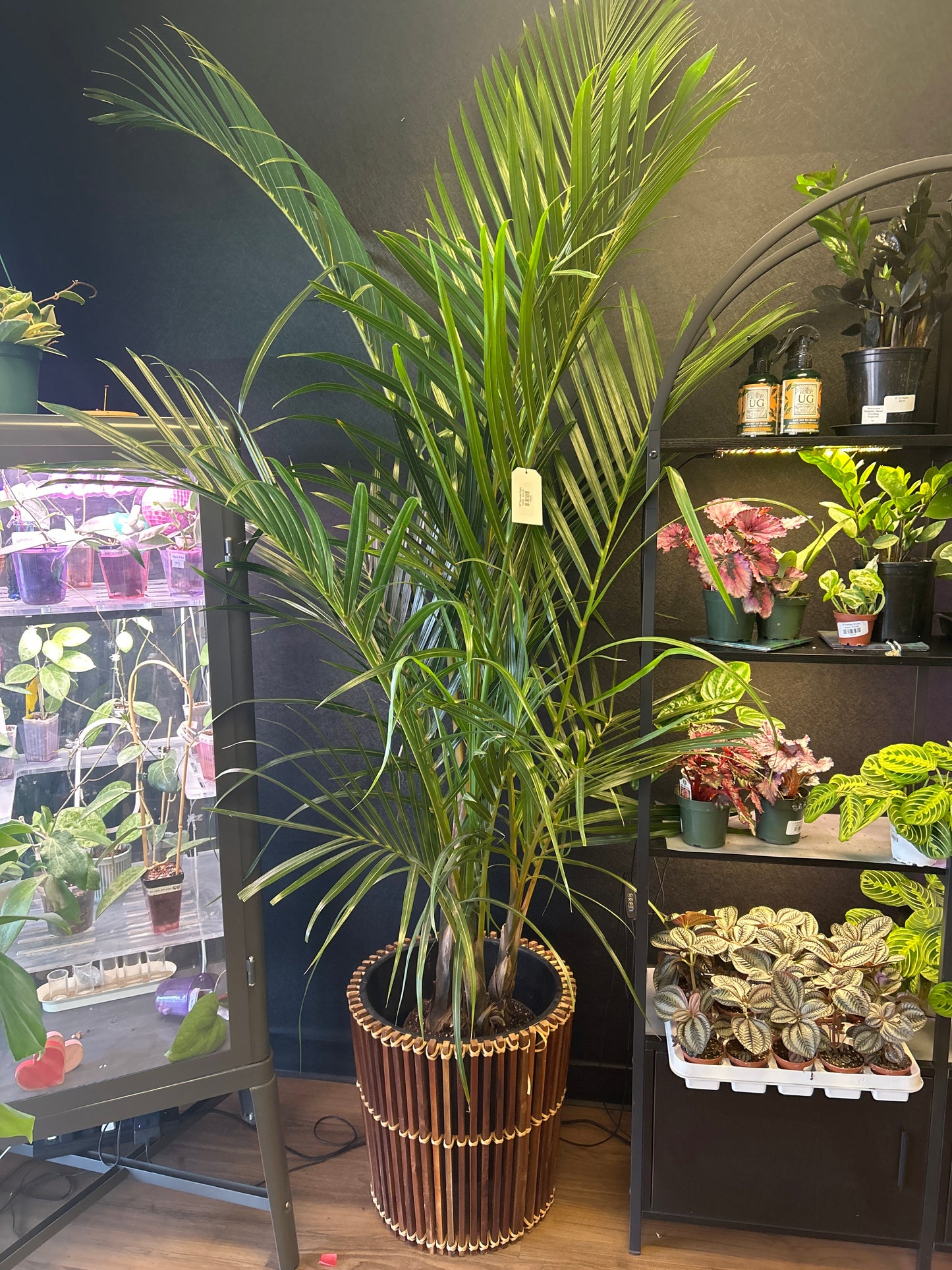 10" Spindle Palm