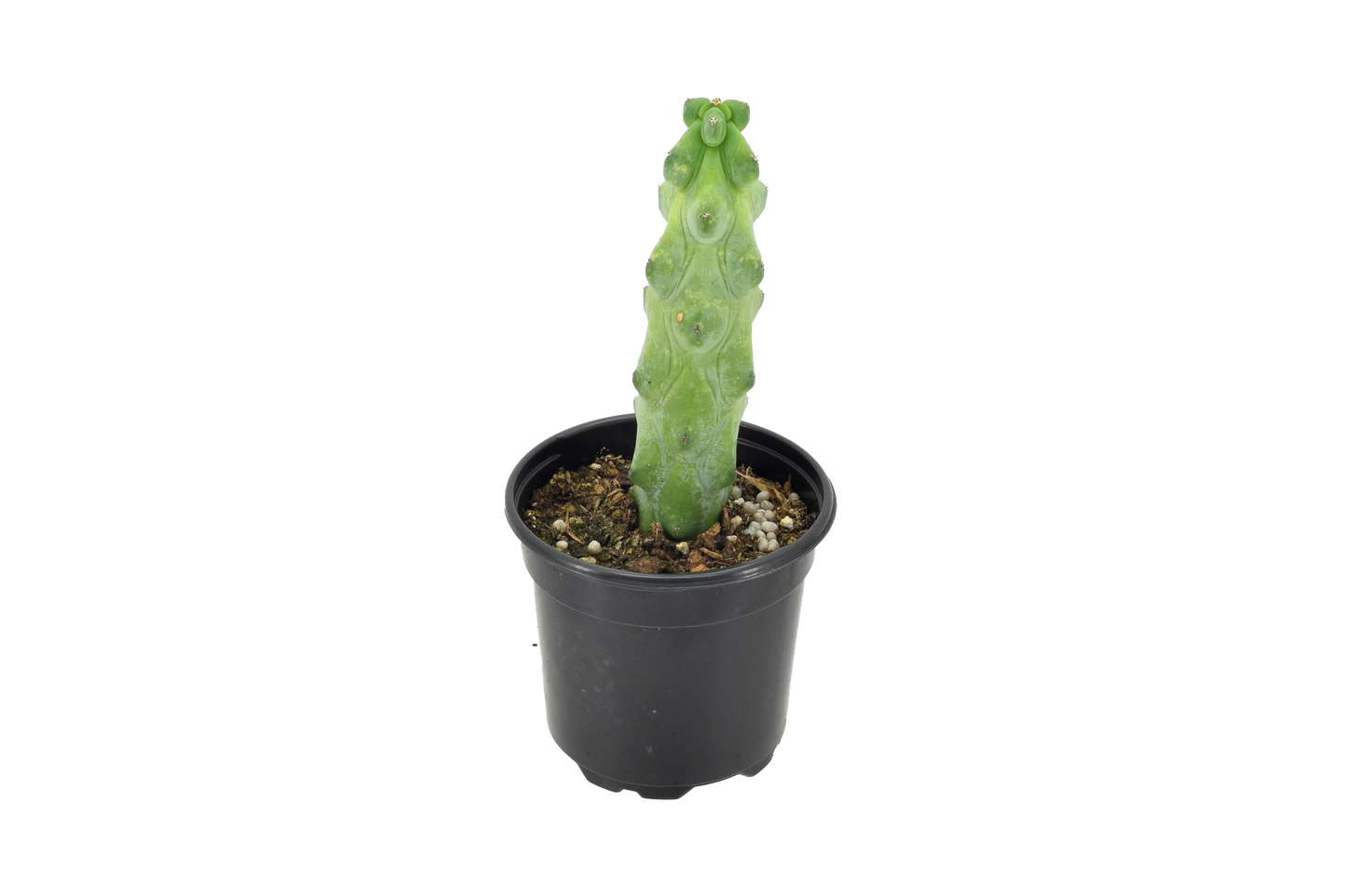 Boobie Cactus 4"