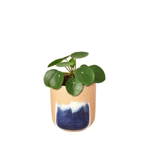 Pilea Peperomioides 'Chinese Money': 4"