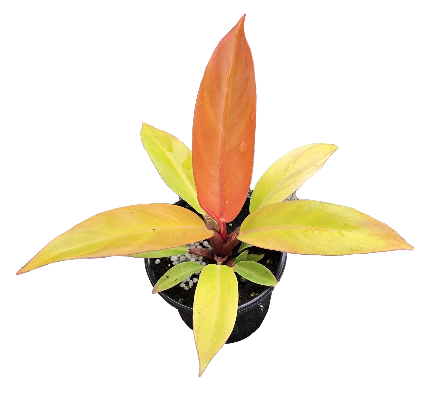 Philodendron Prince of Orange 4"