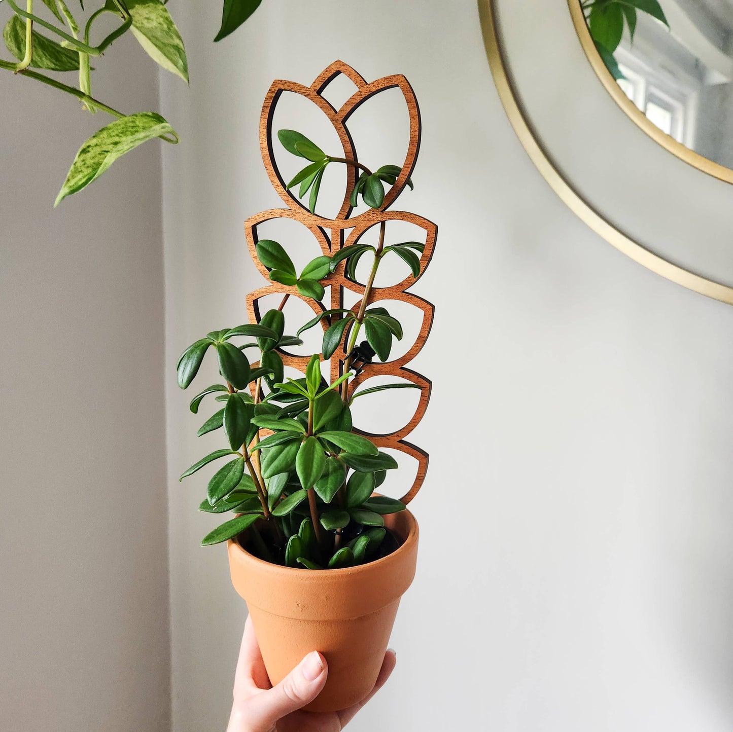 Tulip Wood Trellis Mini