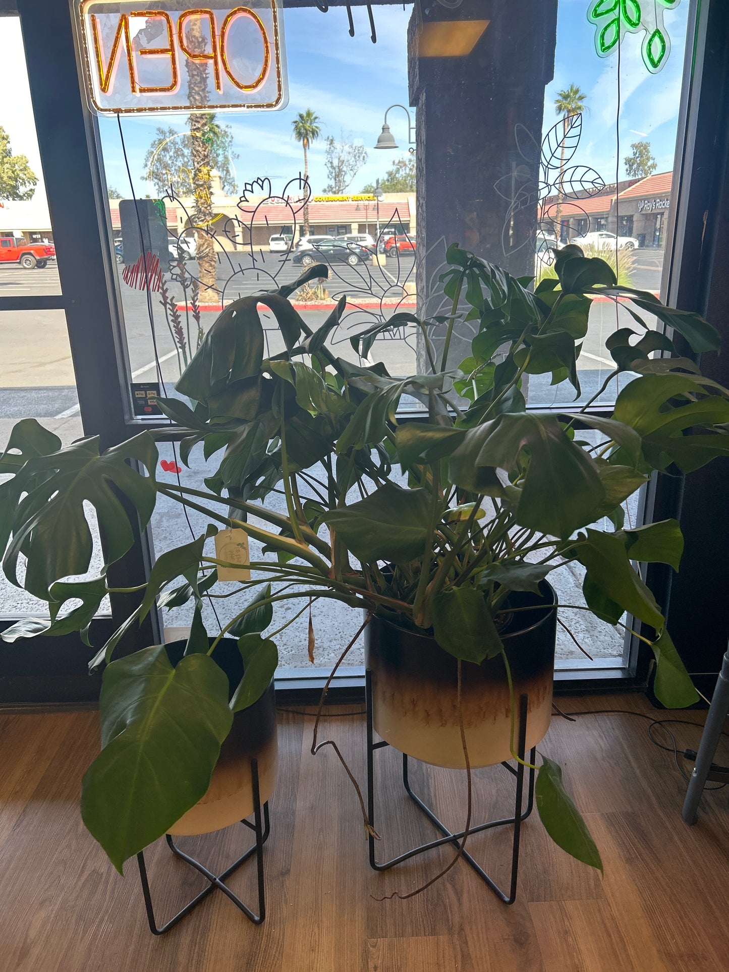 10" Monstera deliciosa