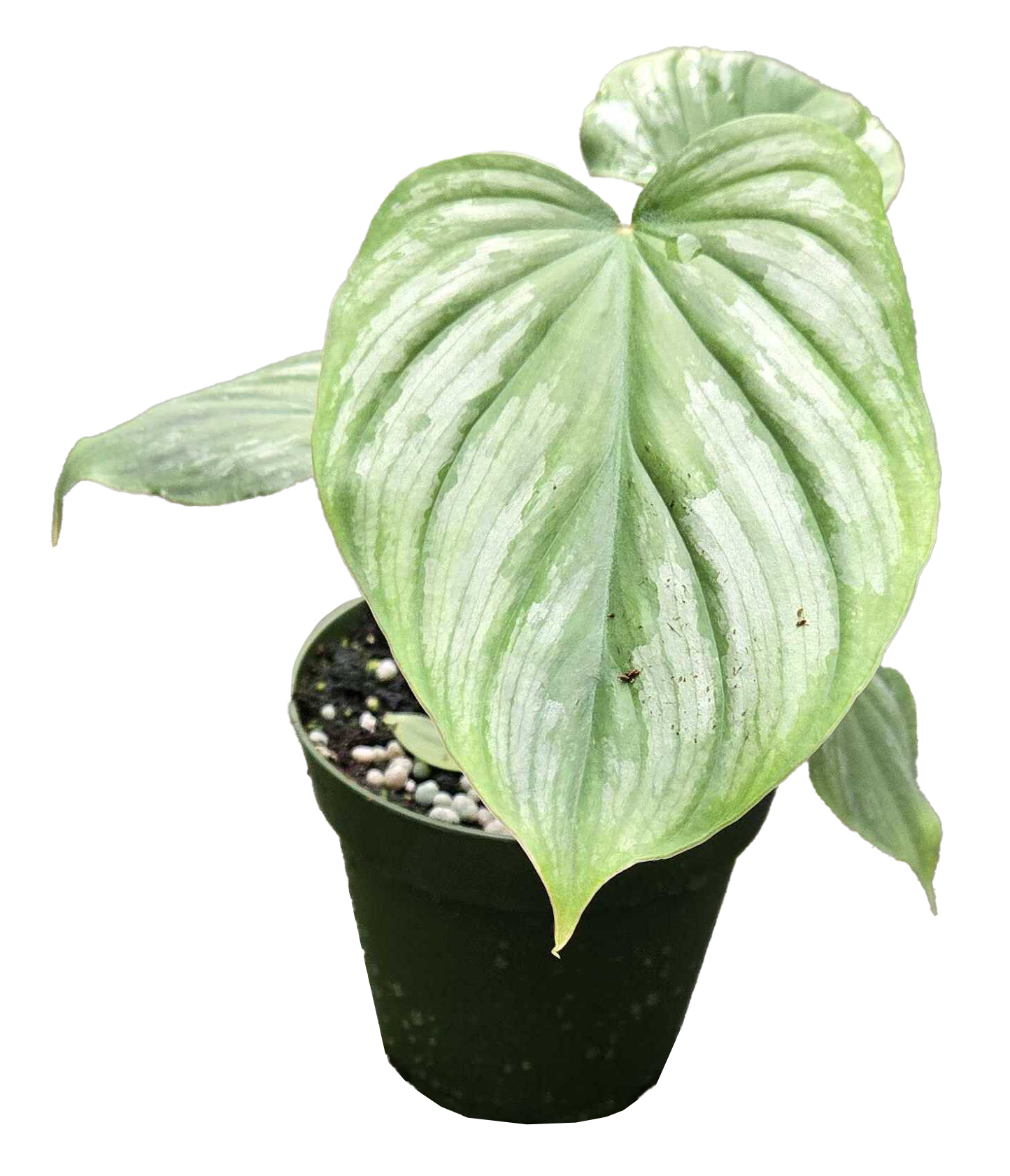 Philodendron Mamei 4"