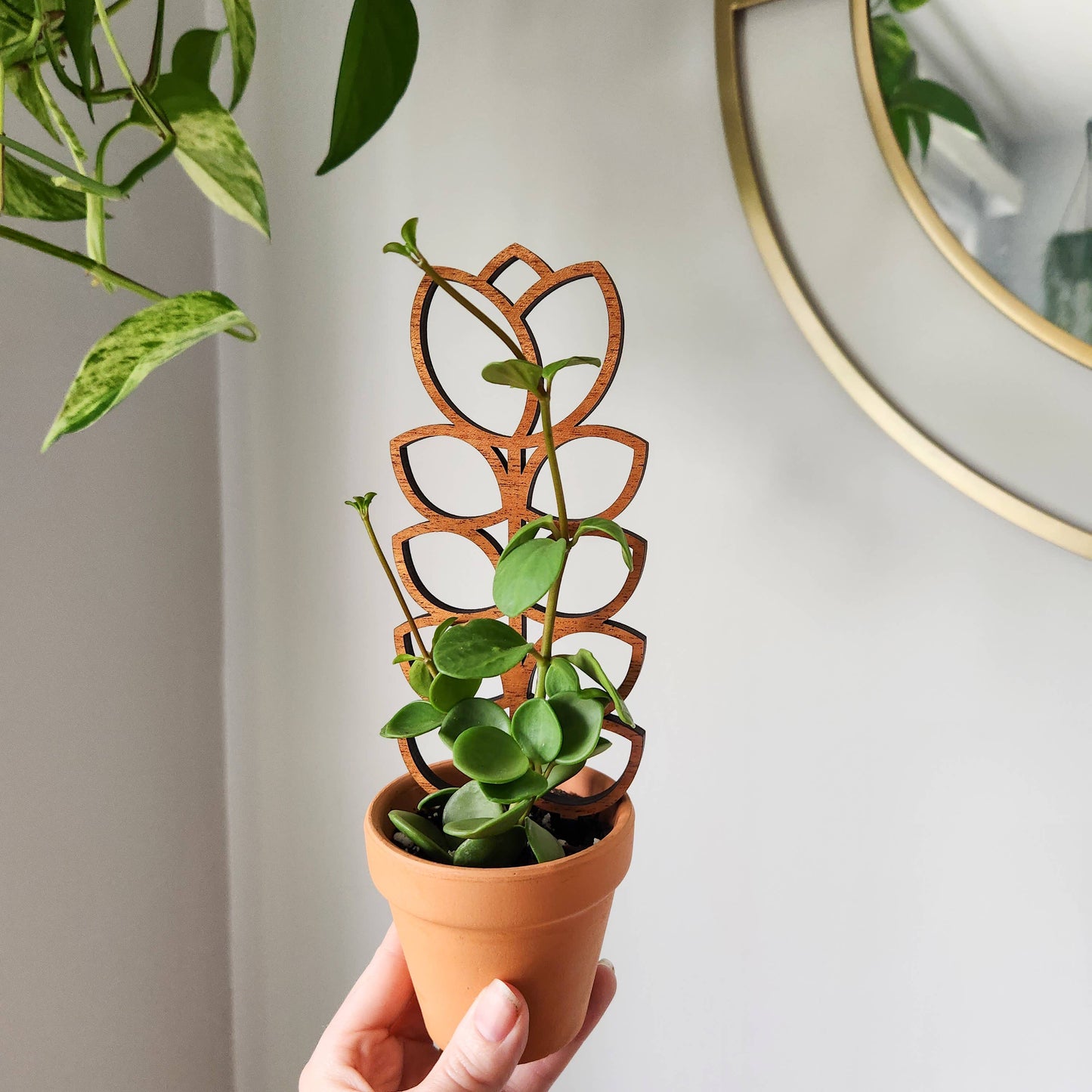 Tulip Wood Trellis Mini