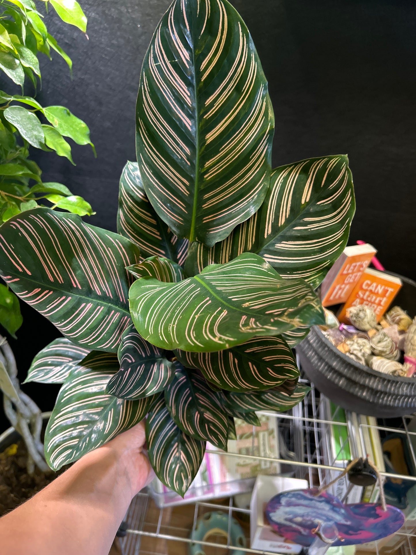 6" Calathea ornata 'Sanderiana'