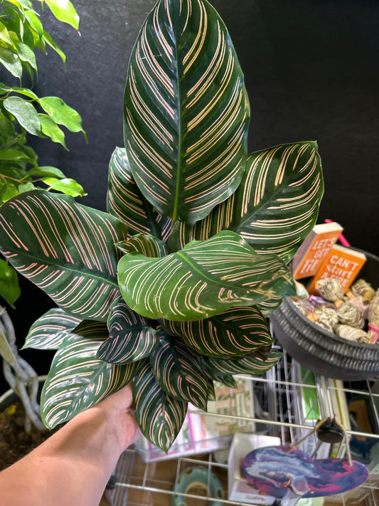 6" Calathea ornata 'Sanderiana'
