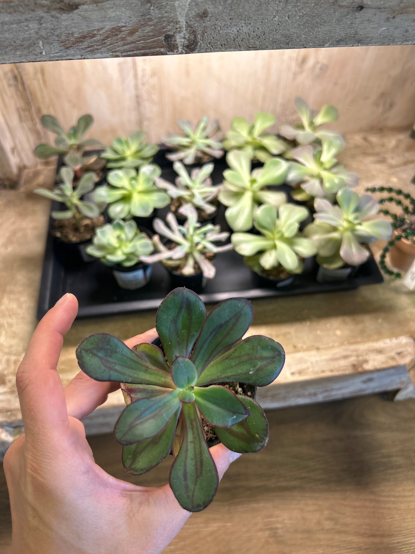2" Succulent Mix