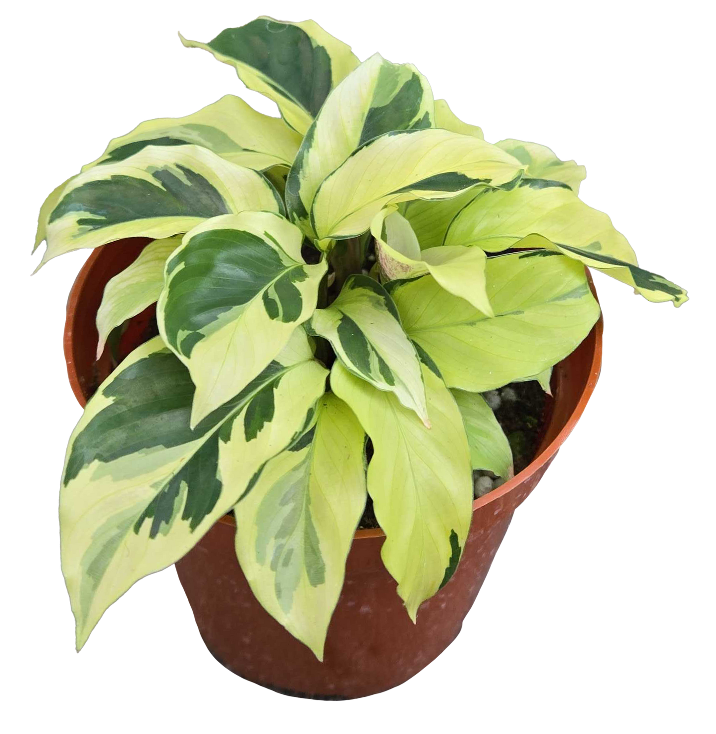 Calathea Yellow Fusion 4"