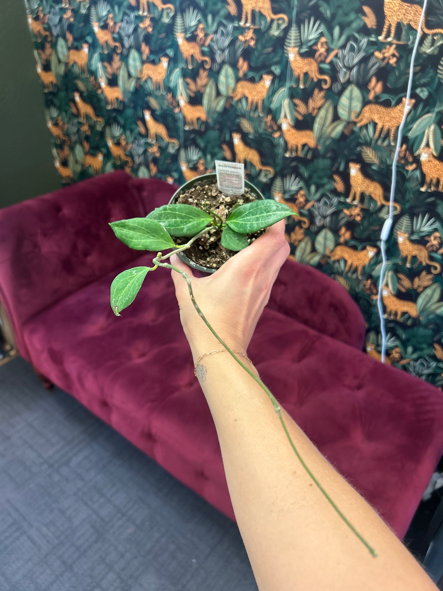4" Hoya nicholsoniae