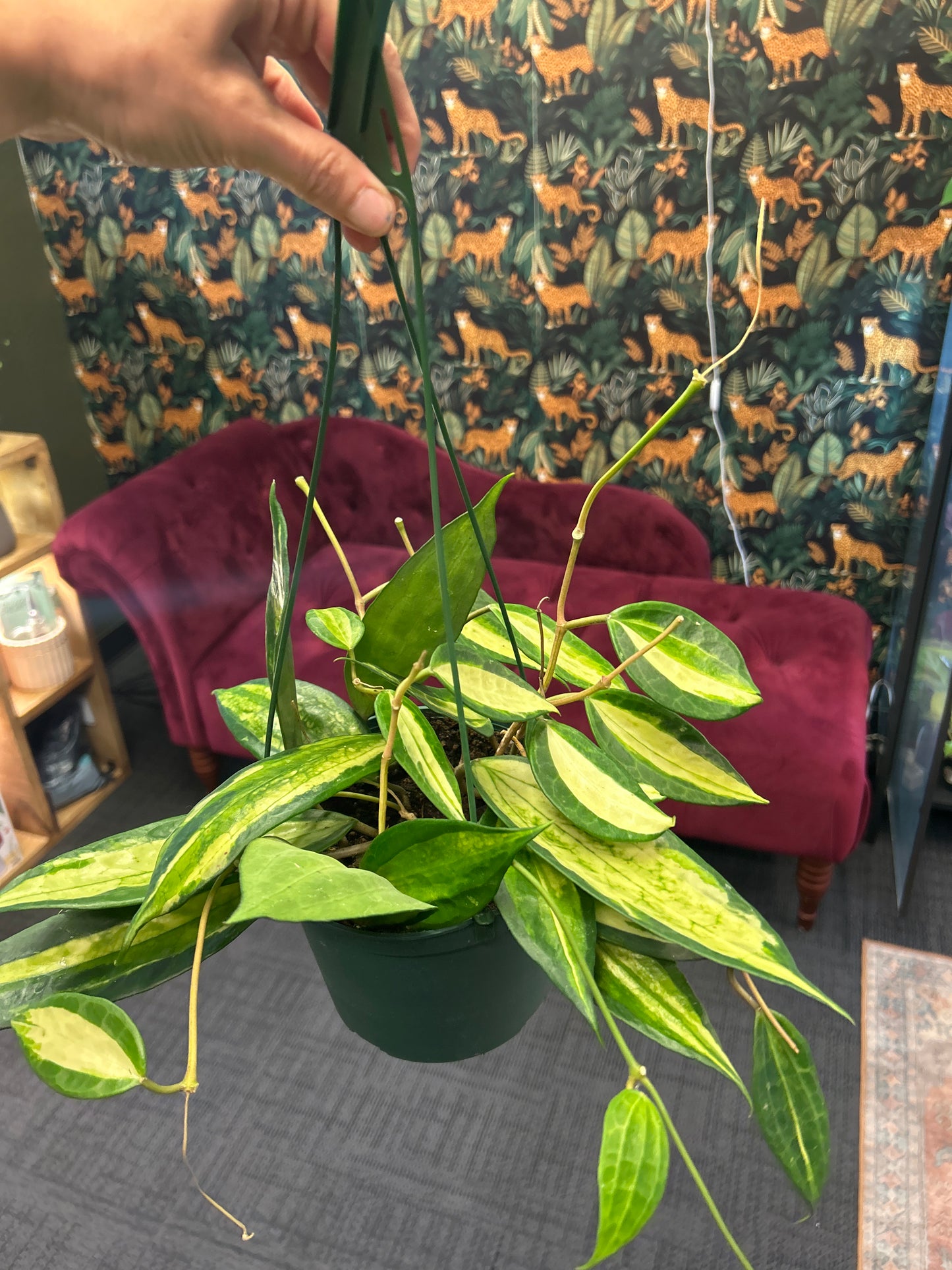 6" Hoya macrophylla 'Pot of Gold' (Wax Plant)