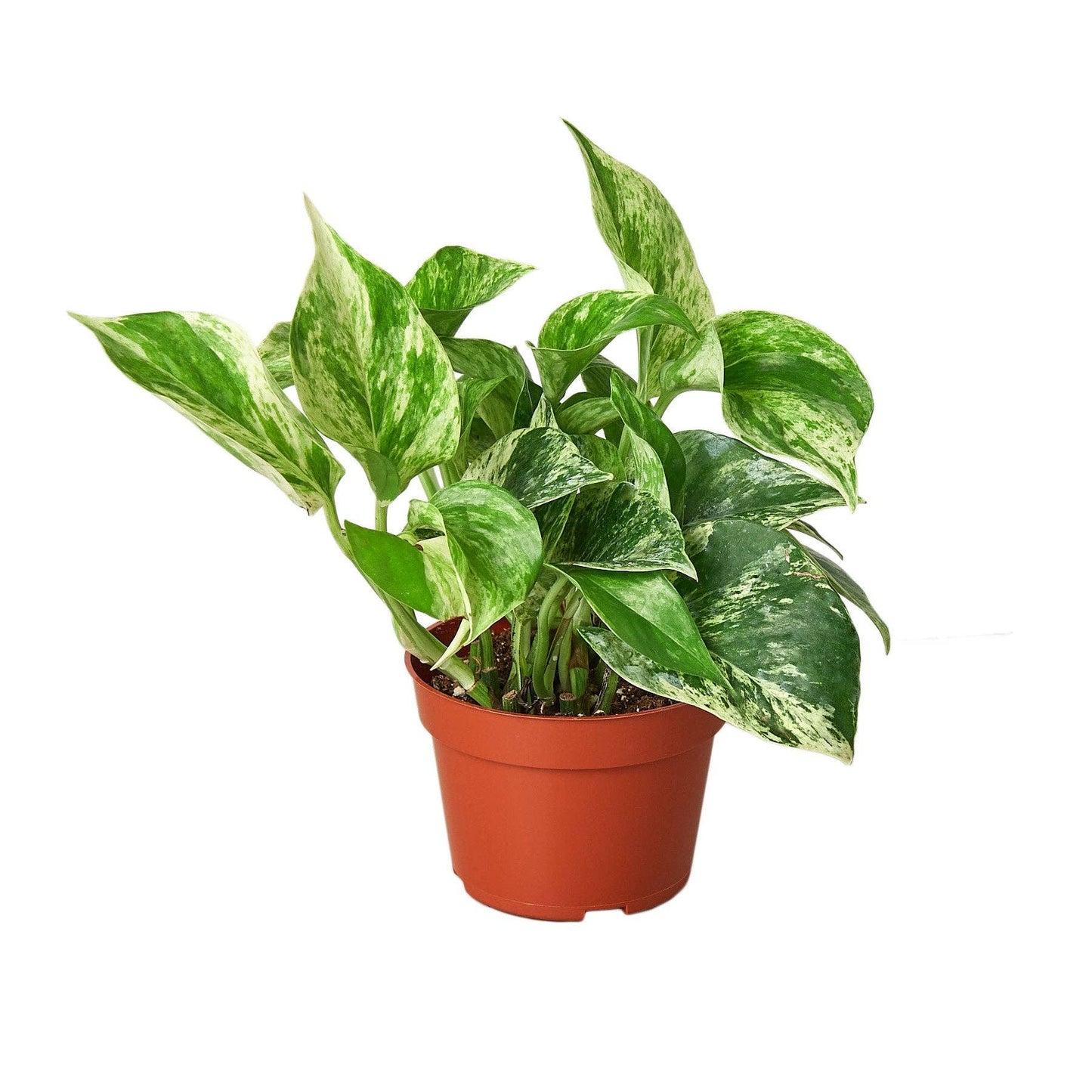 Pothos 'Marble Queen': 6"