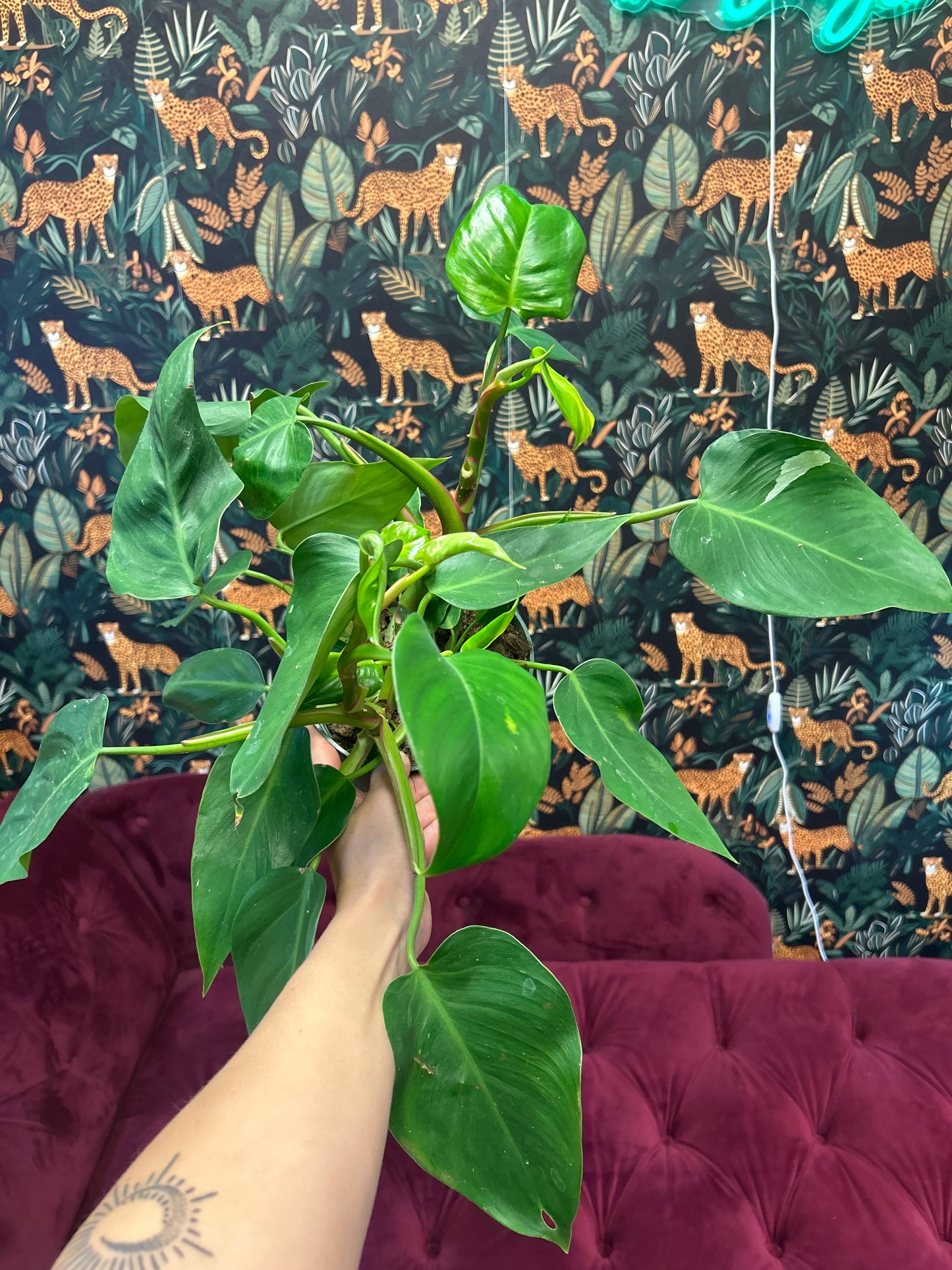 6" Philodendron 'White Knight’
