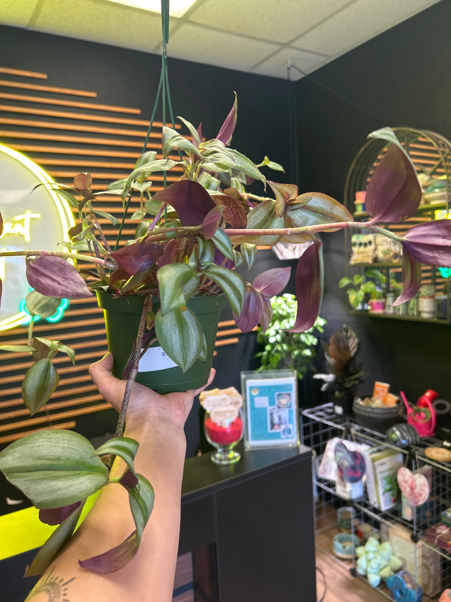 6" Purple Inch Plant