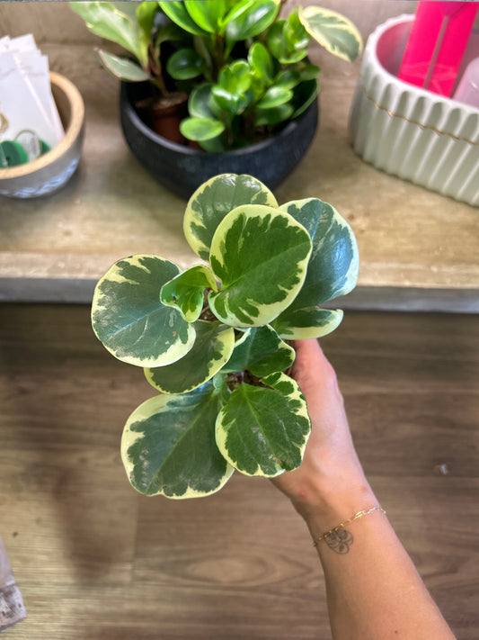2" Peperomia Mix