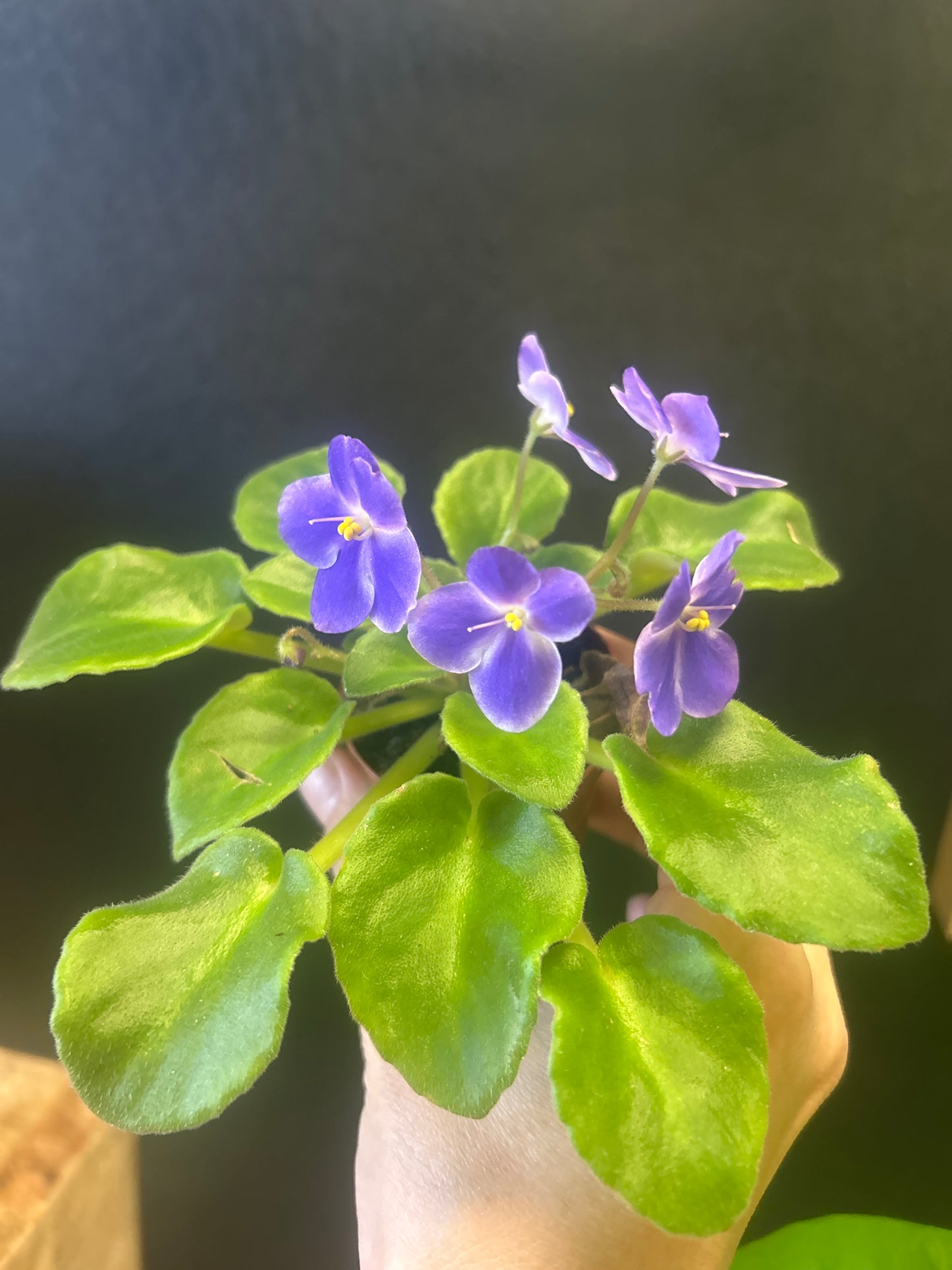African Violet 2"