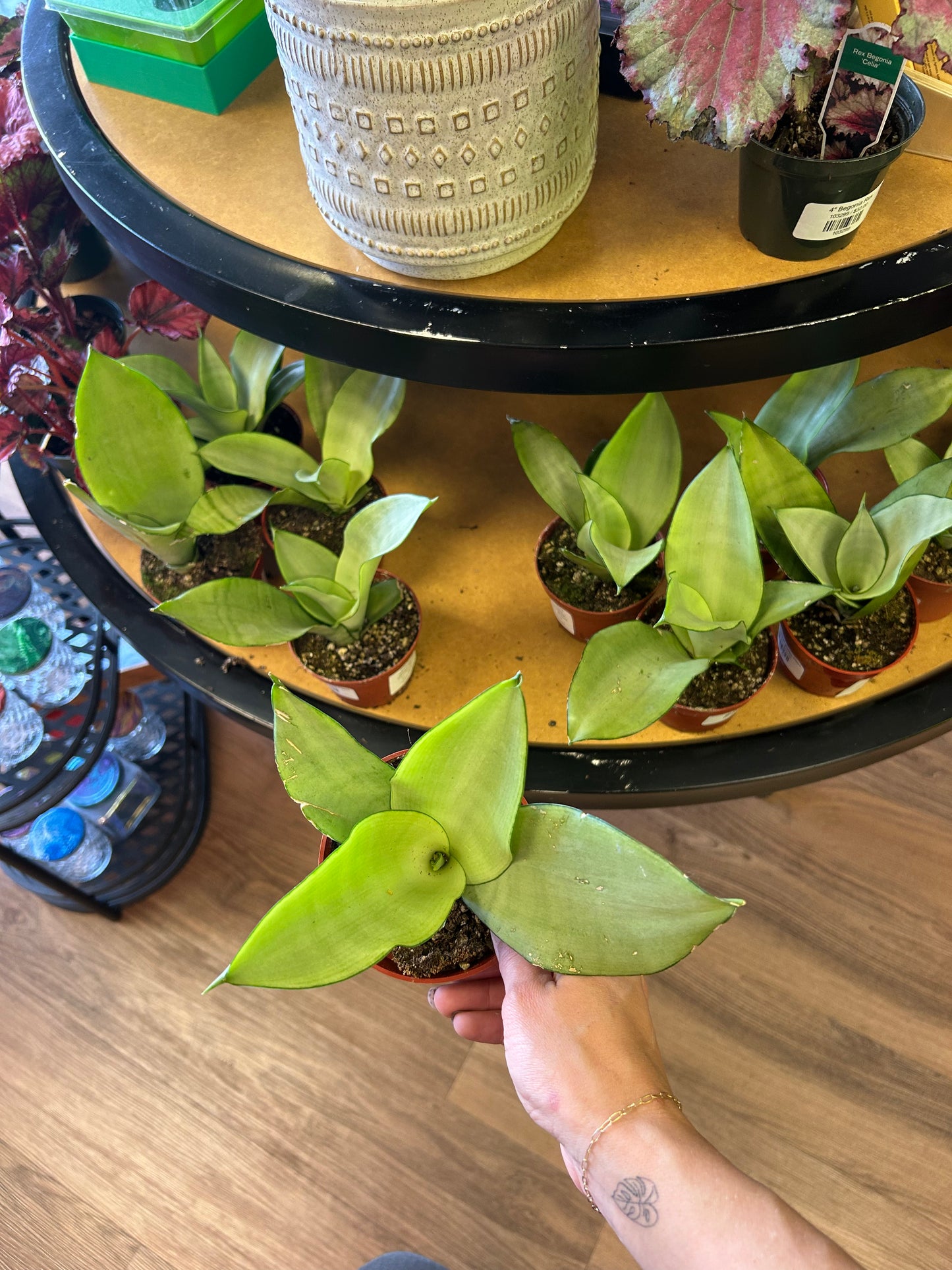 4" Moonshine Snake Plant
