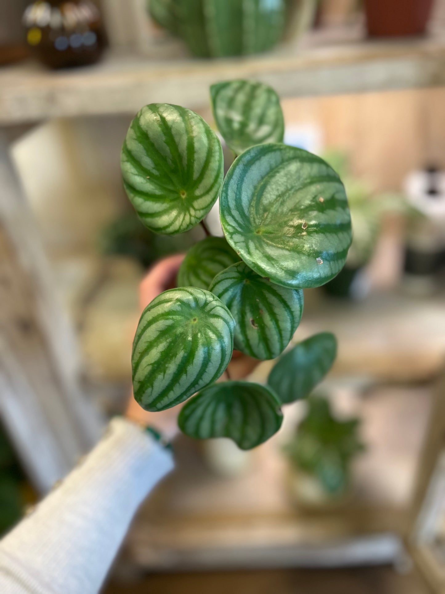 4" Peperomia Watermelon