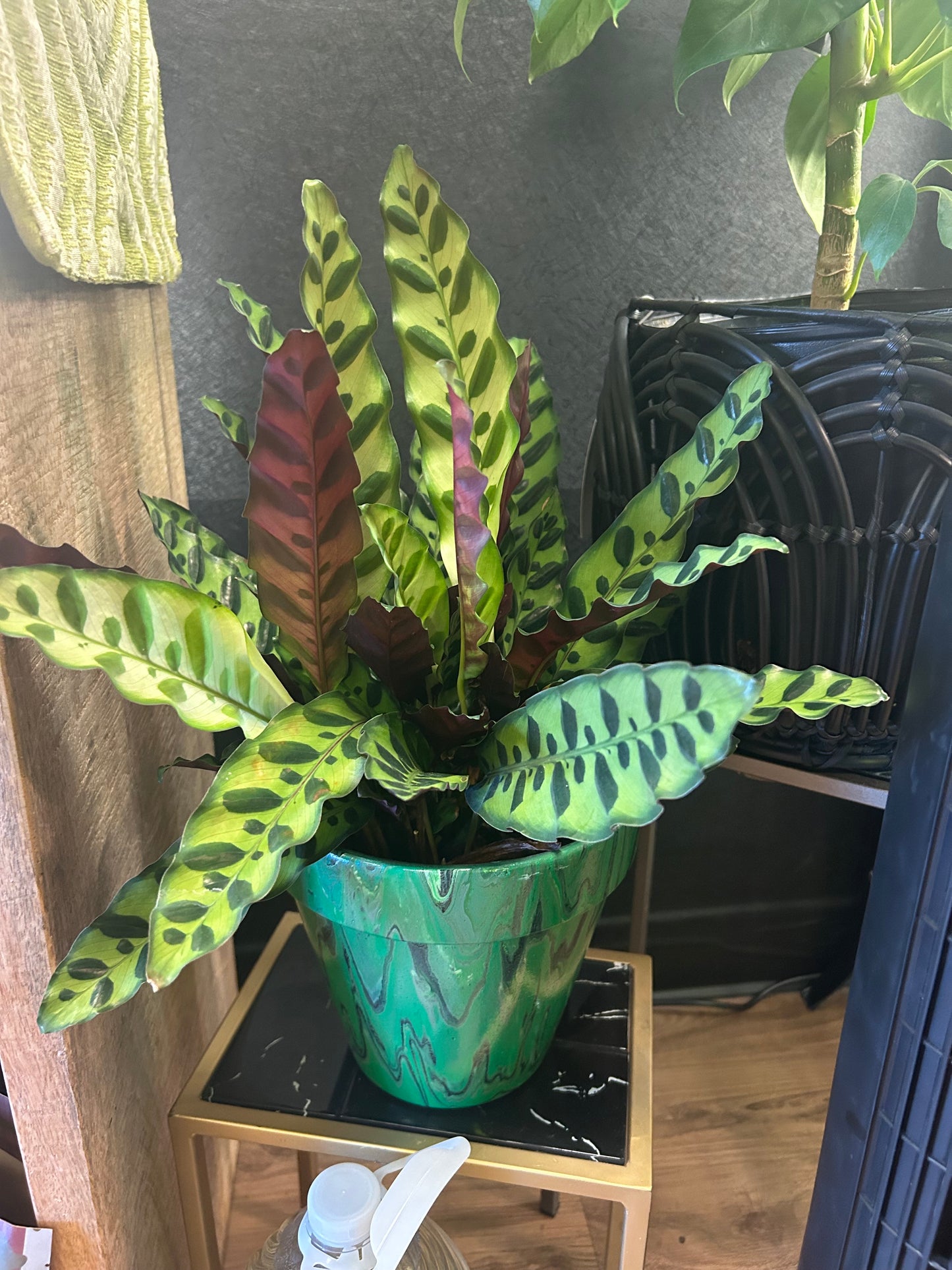 6" Calathea Rattlesnake
