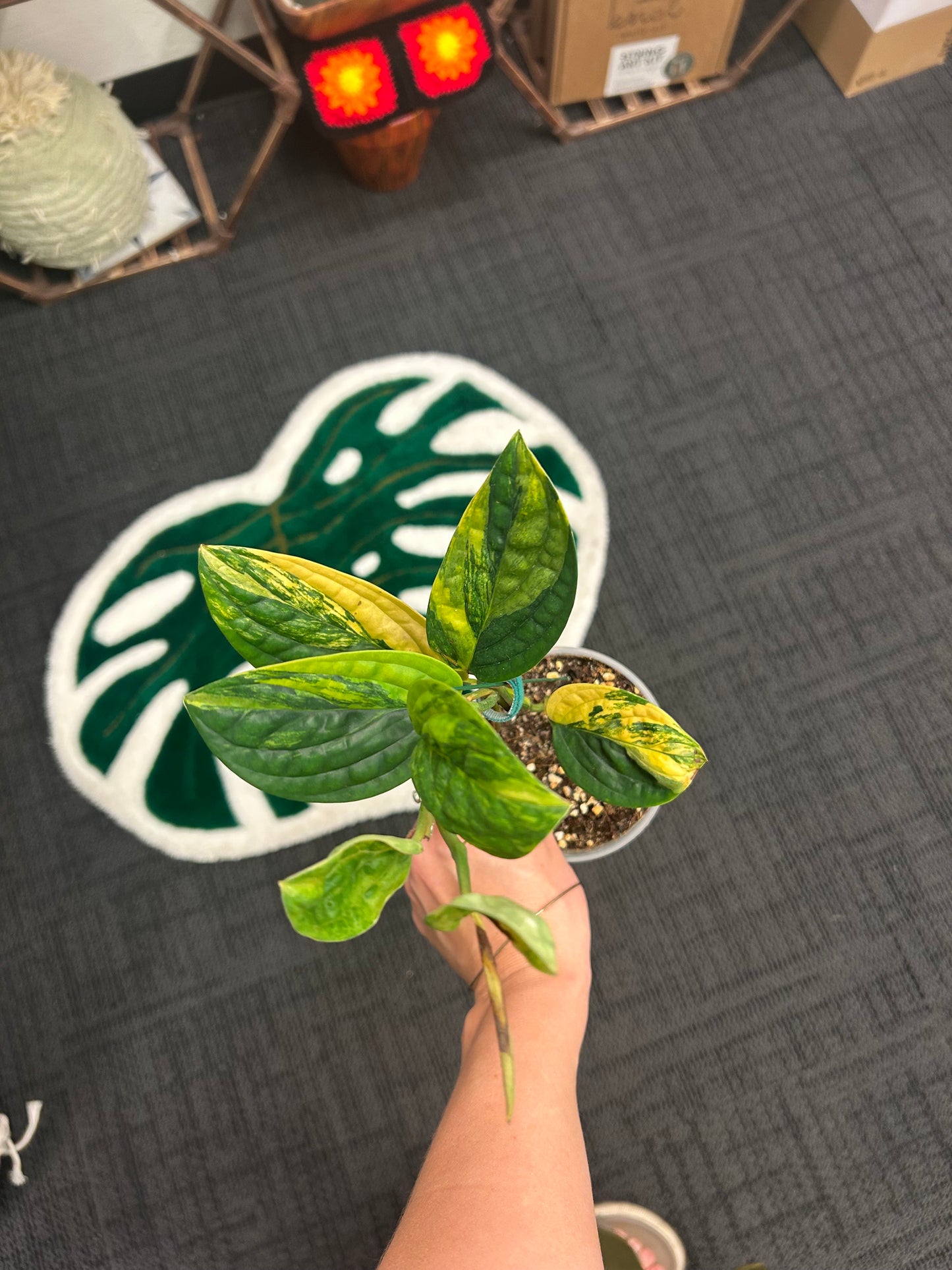 Variegated Monstera Peru